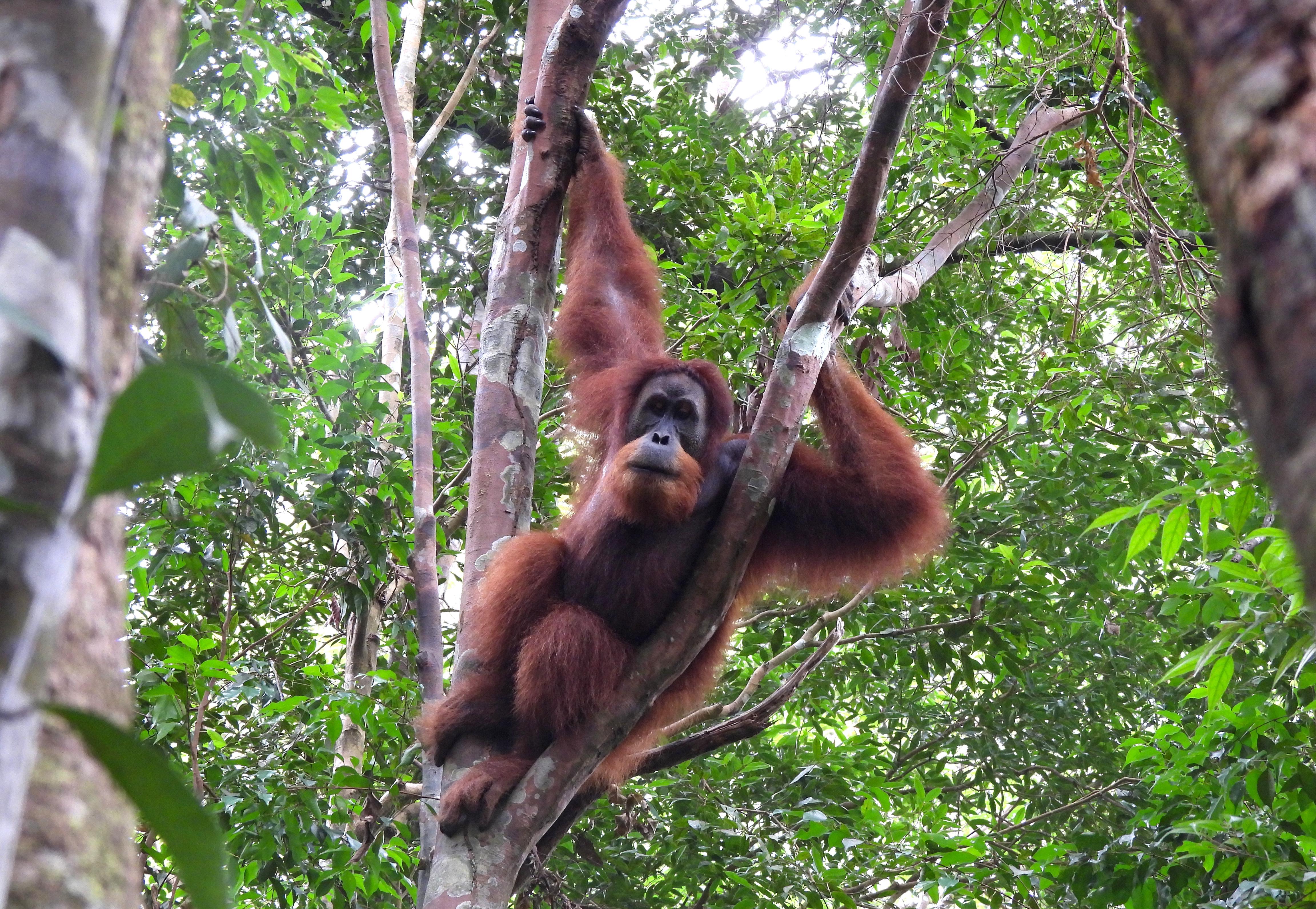 5 days in the jungle - Orangutan Trekking Tours