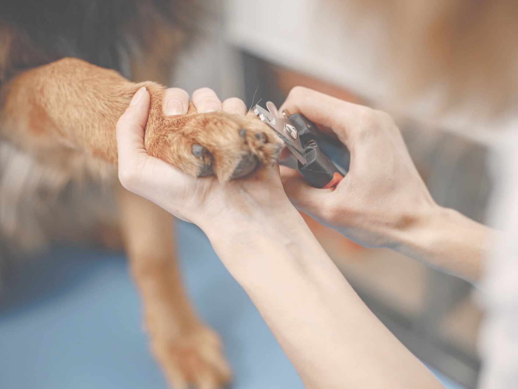 Nail clipping near store me