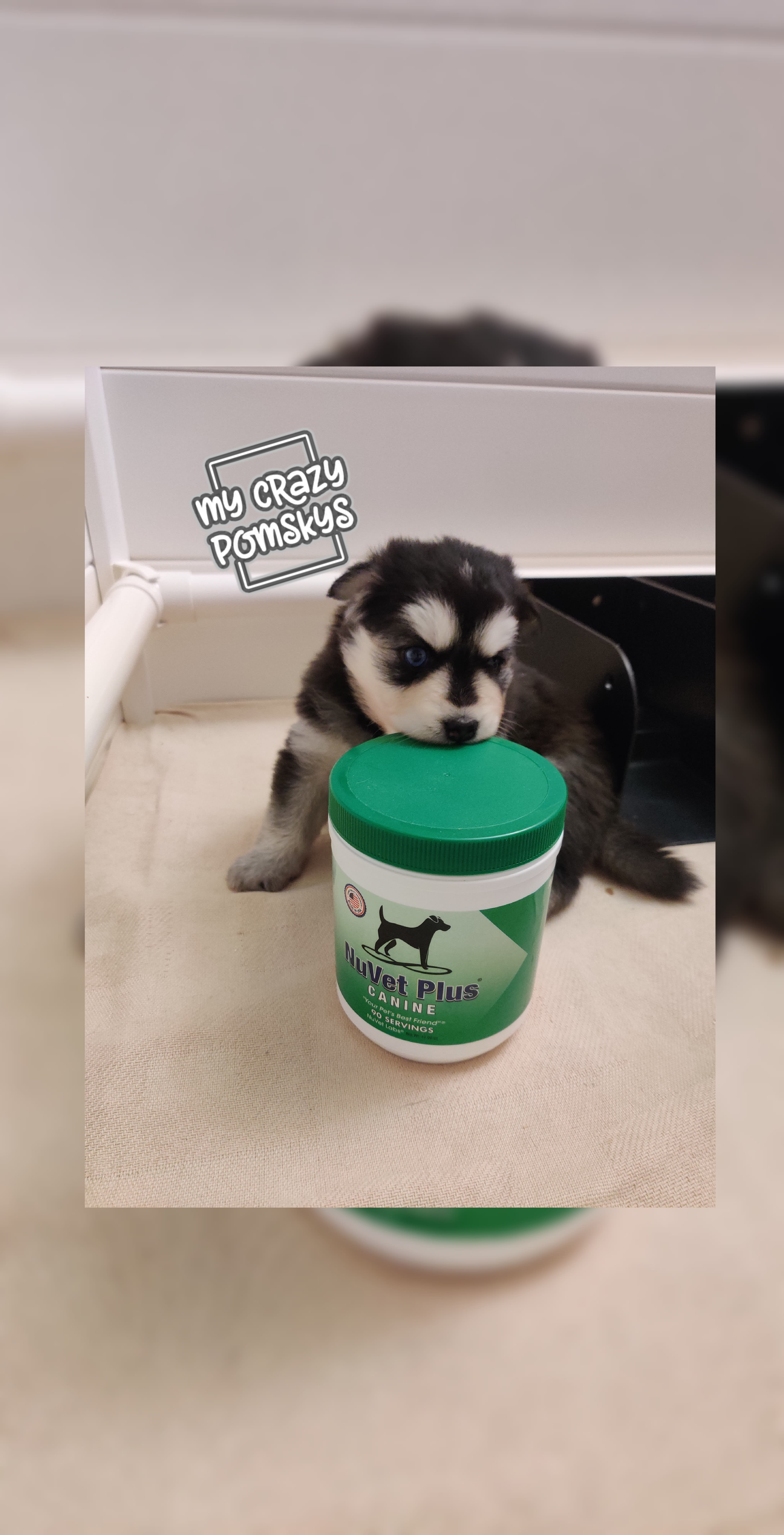 Pomsky Nutrition 101 Best Diet Practices for Optimal Health