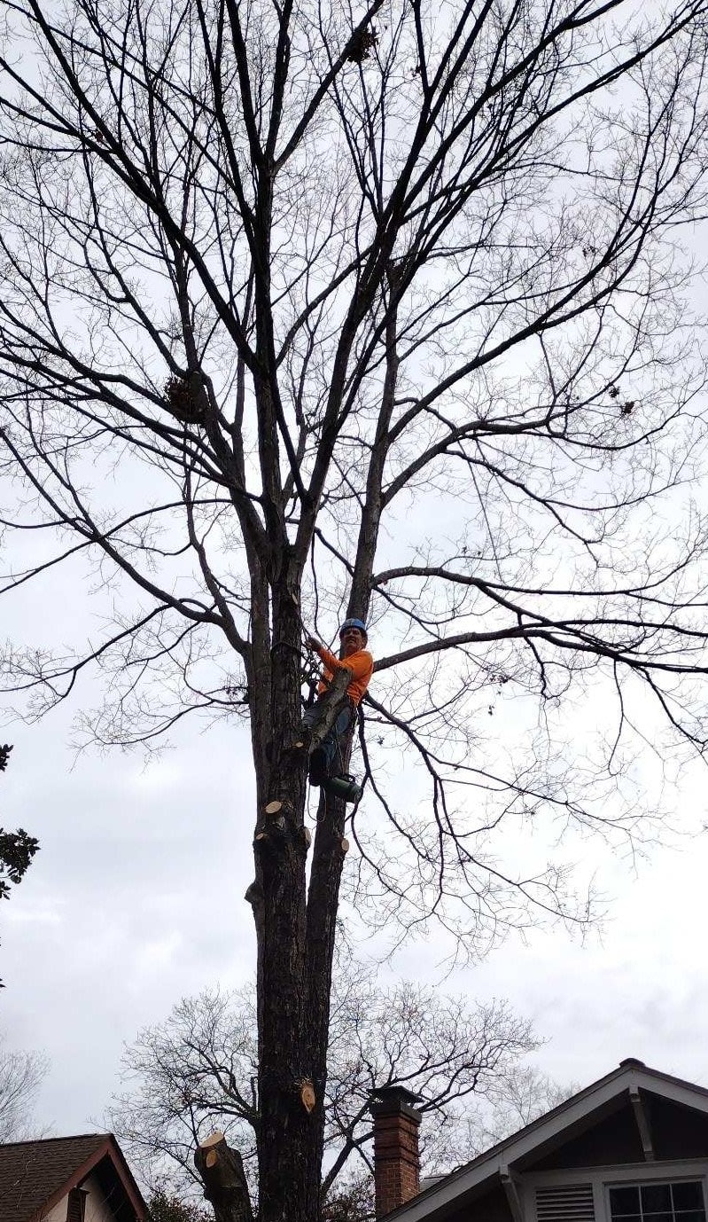 Pruning & Trimming - Tree Removal and Landscaping - Tree Rx Tree Care ...