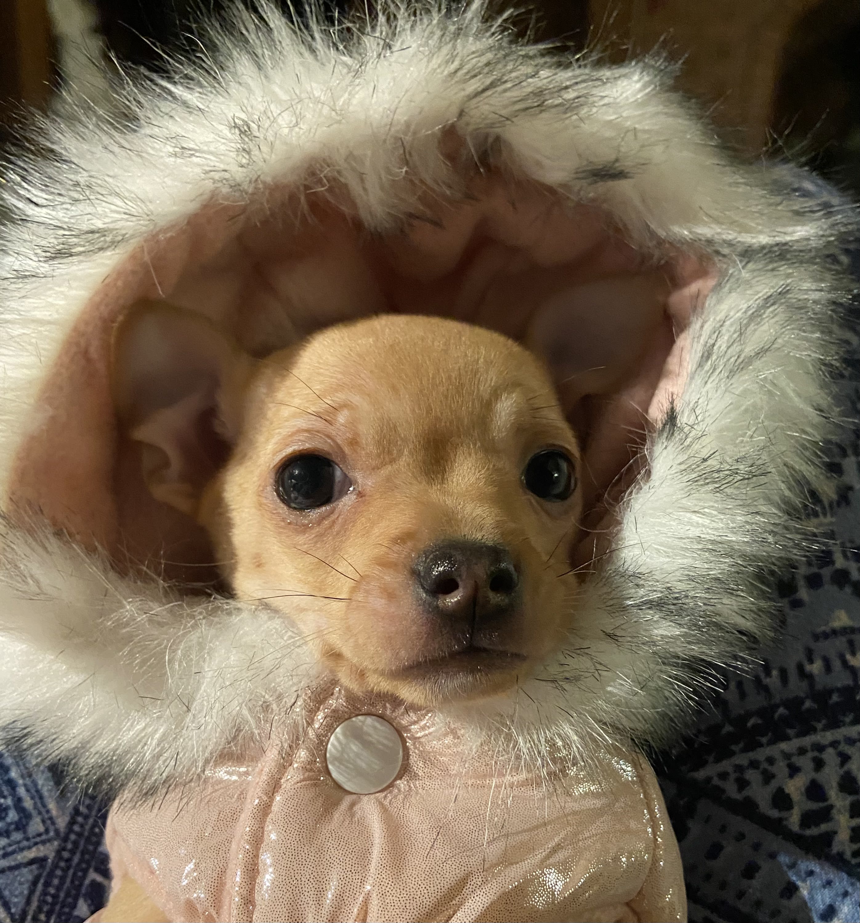 Chihuahua vest hot sale