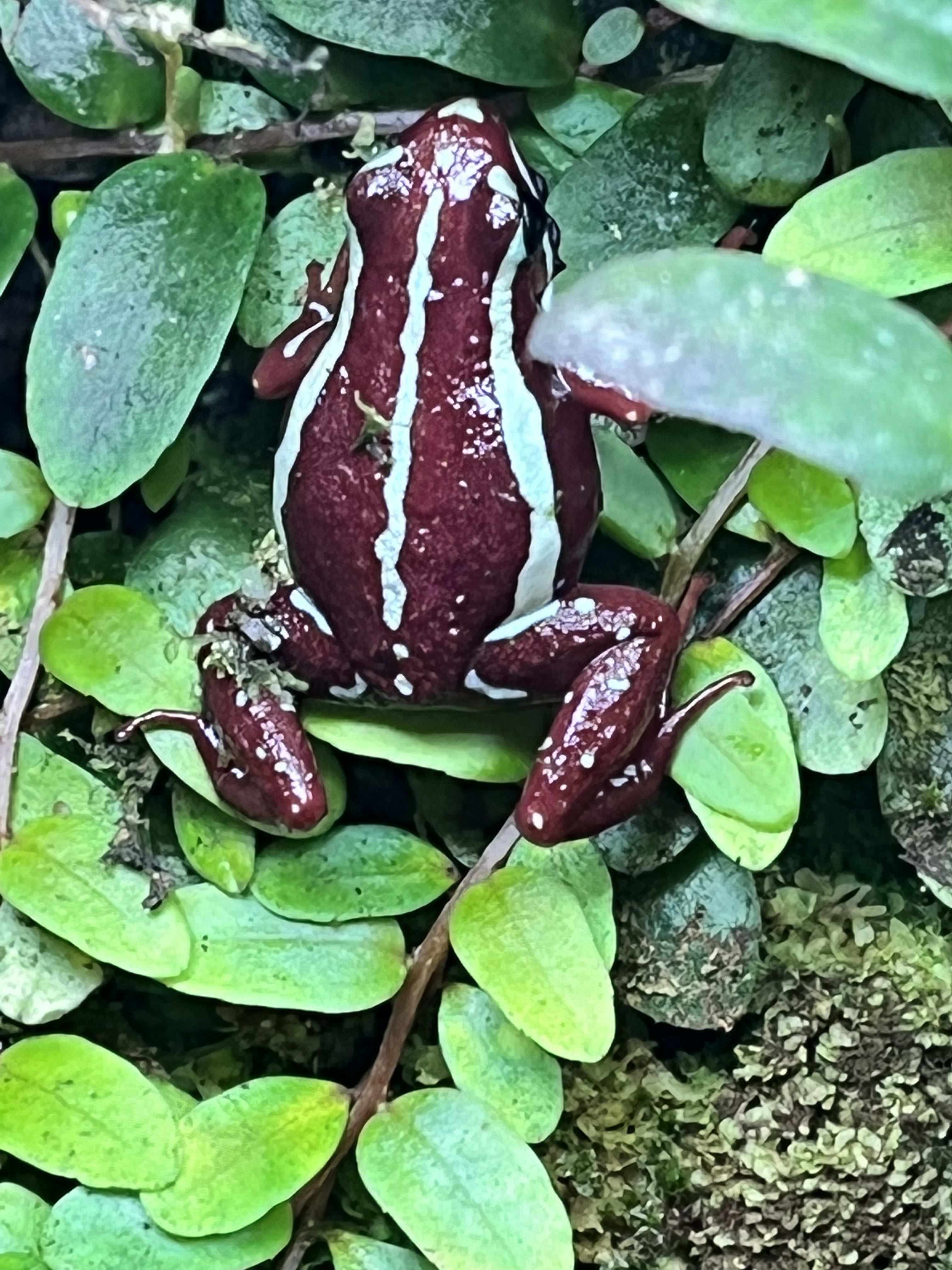 Epipedobates anthonyi ‘Santa Isabel’ - Frogs - BugEaters.co - Reptile