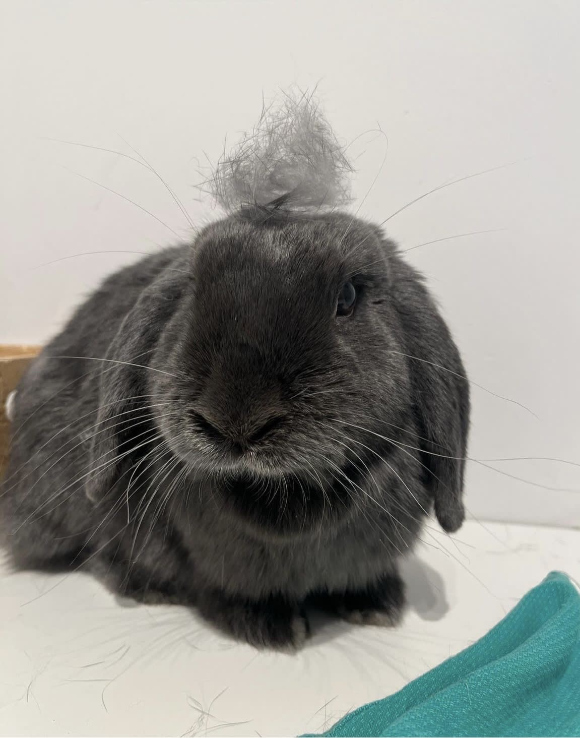 Full package - Rabbit Grooming - Funny Bunny Services - Pet Grooming ...