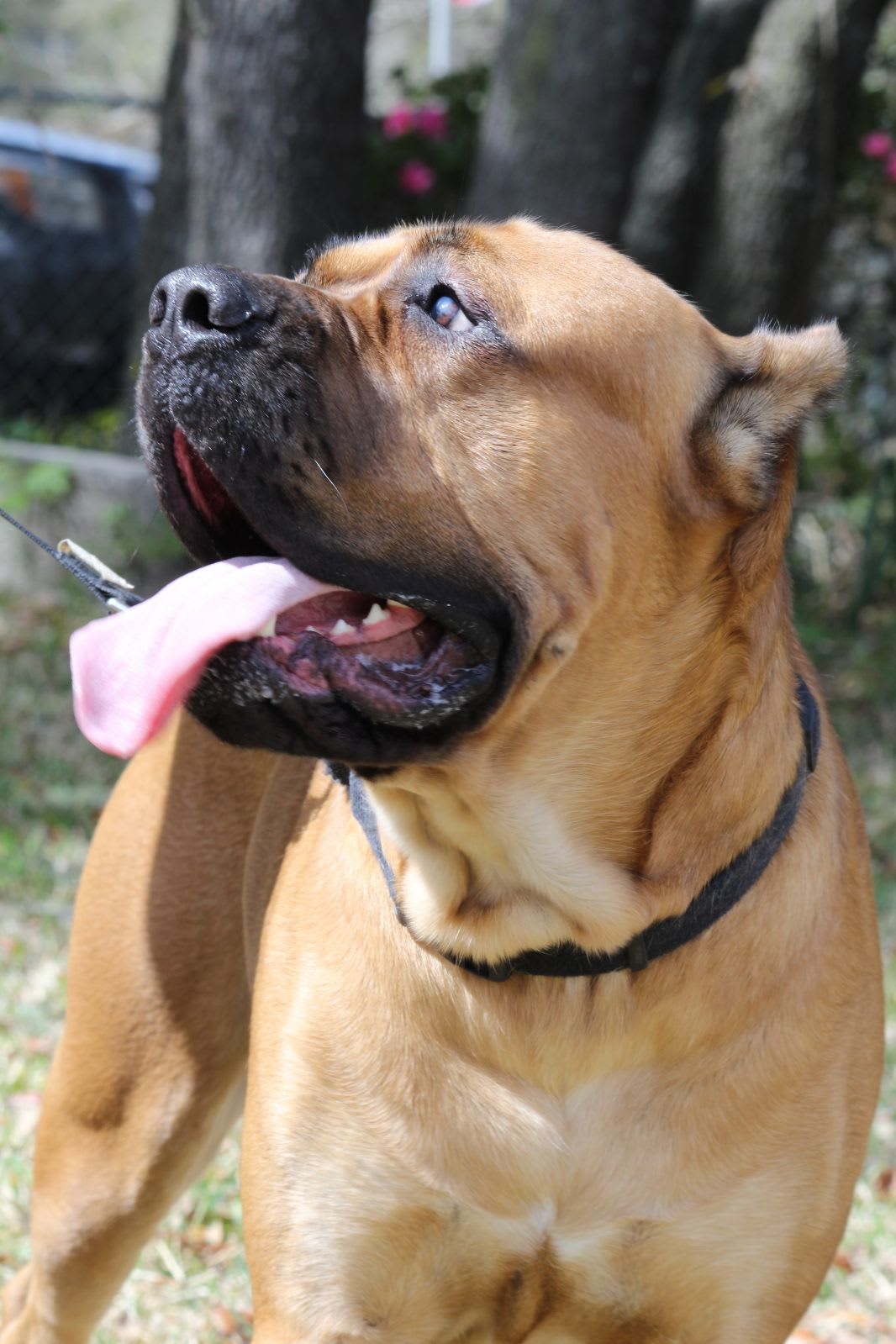 NobleGuard Kennel Cane Corso Cane Corso Kennel in Pomona Park, FL