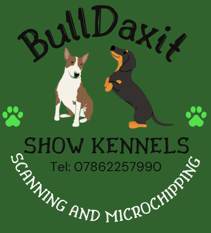 BullDaxit Dachshunds & Bull Terriers