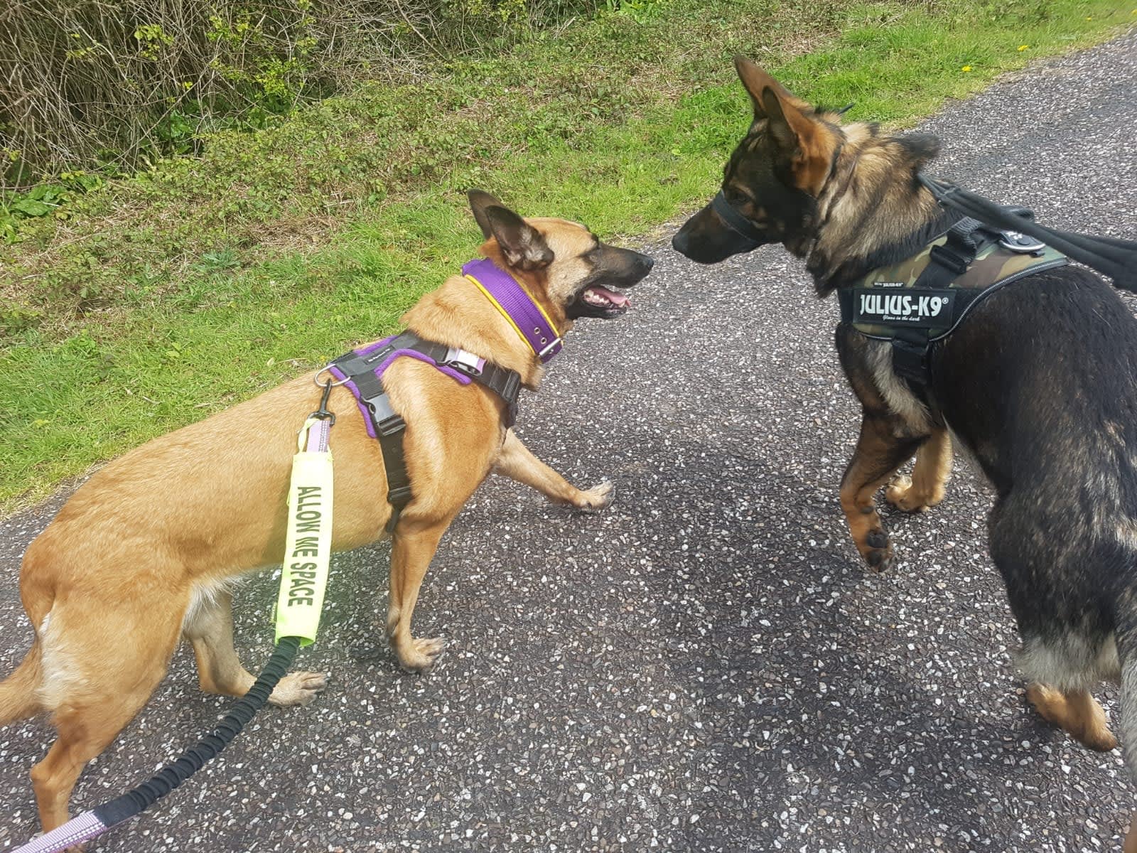 German shepherd hotsell leash reactivity