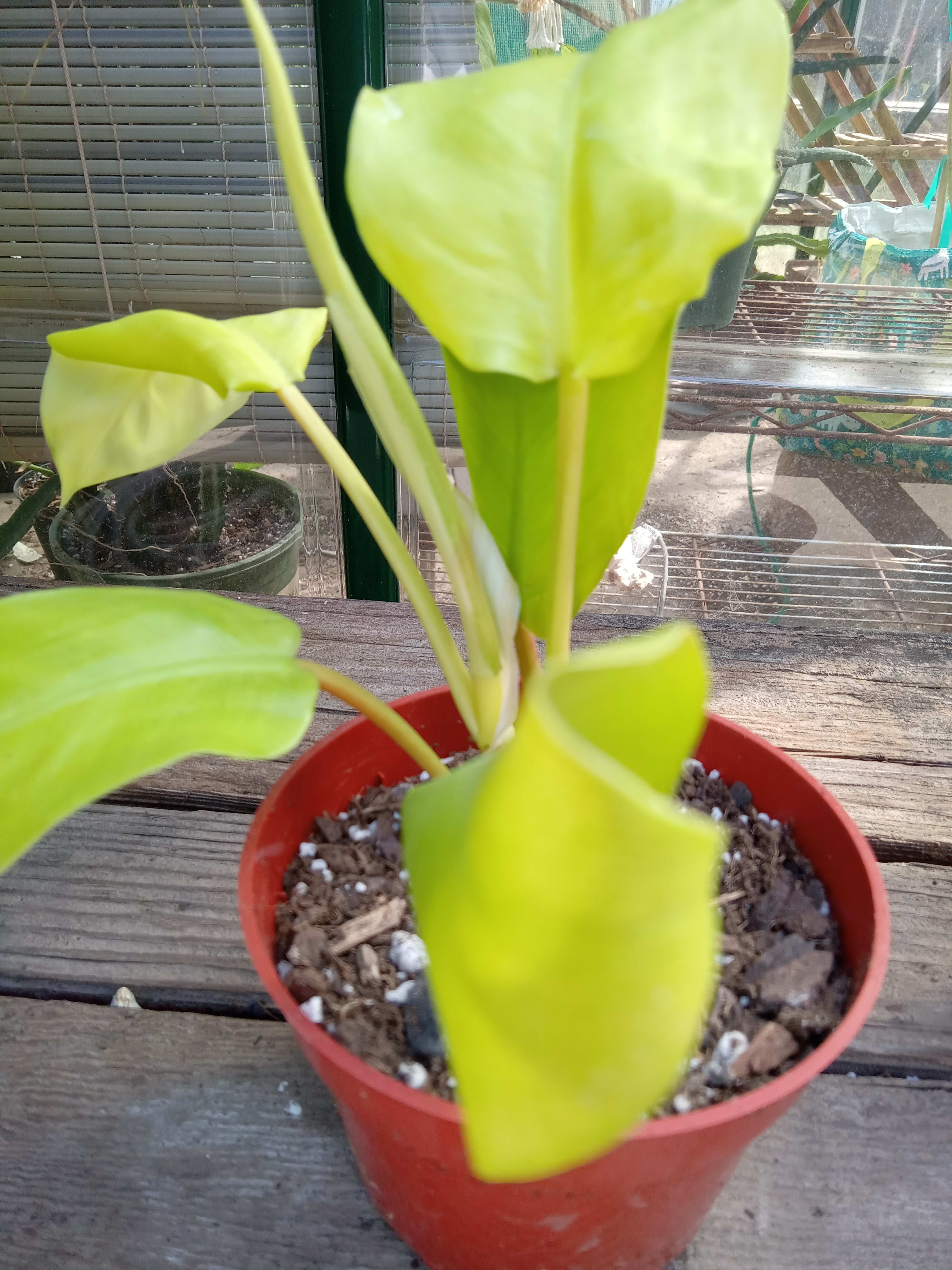 lemon queen helianthus plant Helianthus x 'Lemon Queen' (Lemon Queen Sunflower) main image 1