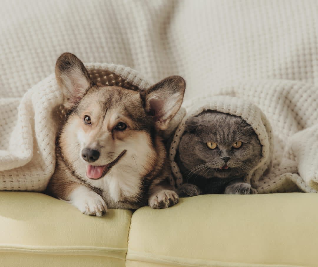 Emergency Care Veterinarian Services Farmington Animal Hospital