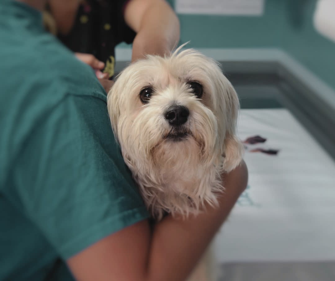 Inhouse Lab Veterinarian Services Farmington Animal Hospital