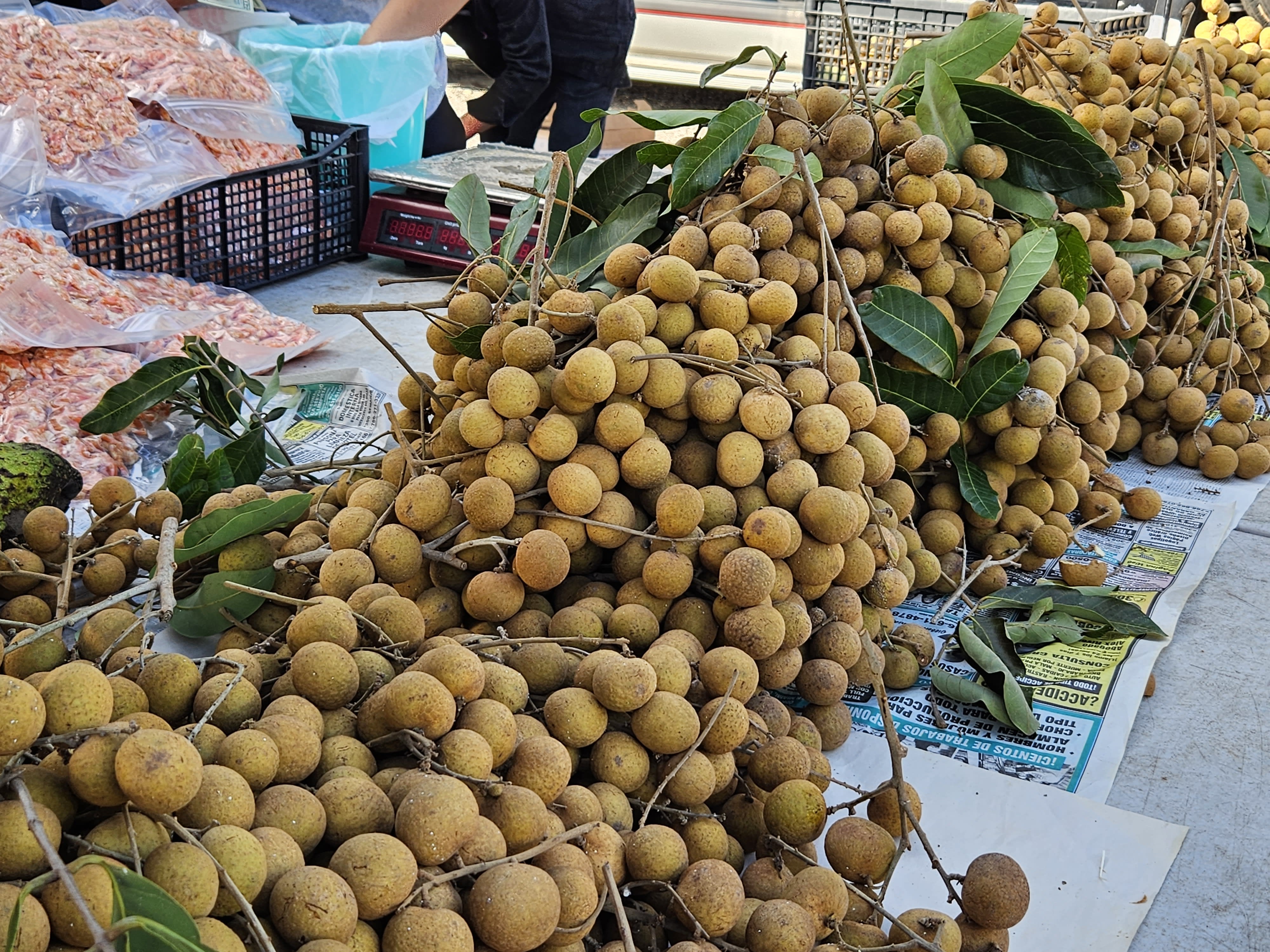 Tropical Fruits Season Pinellas Farmers and Flea Market Clearwater