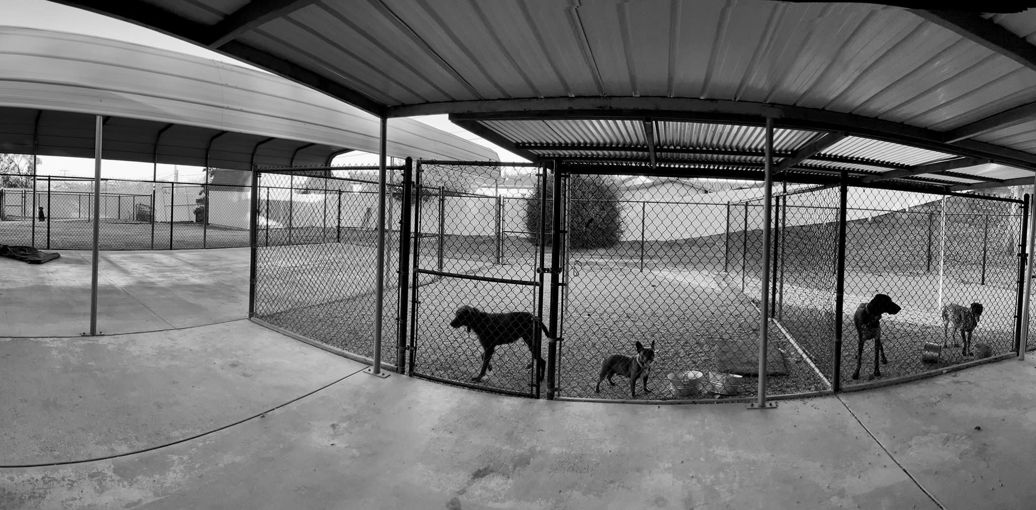 On A Hunt Kennels Expert Dog Breeding, Puppies, Kennel, and Dog
