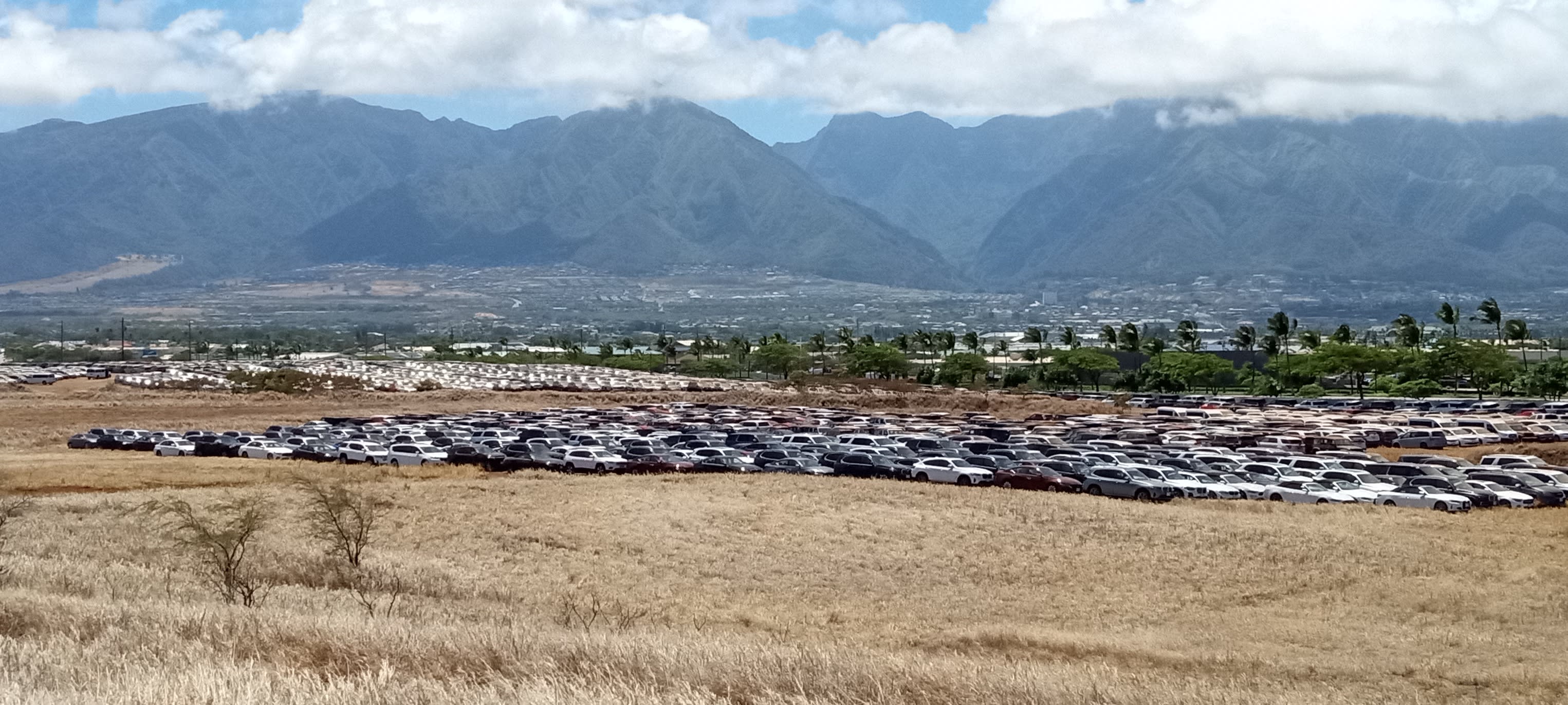Huge Surplus of Rental Cars in Maui