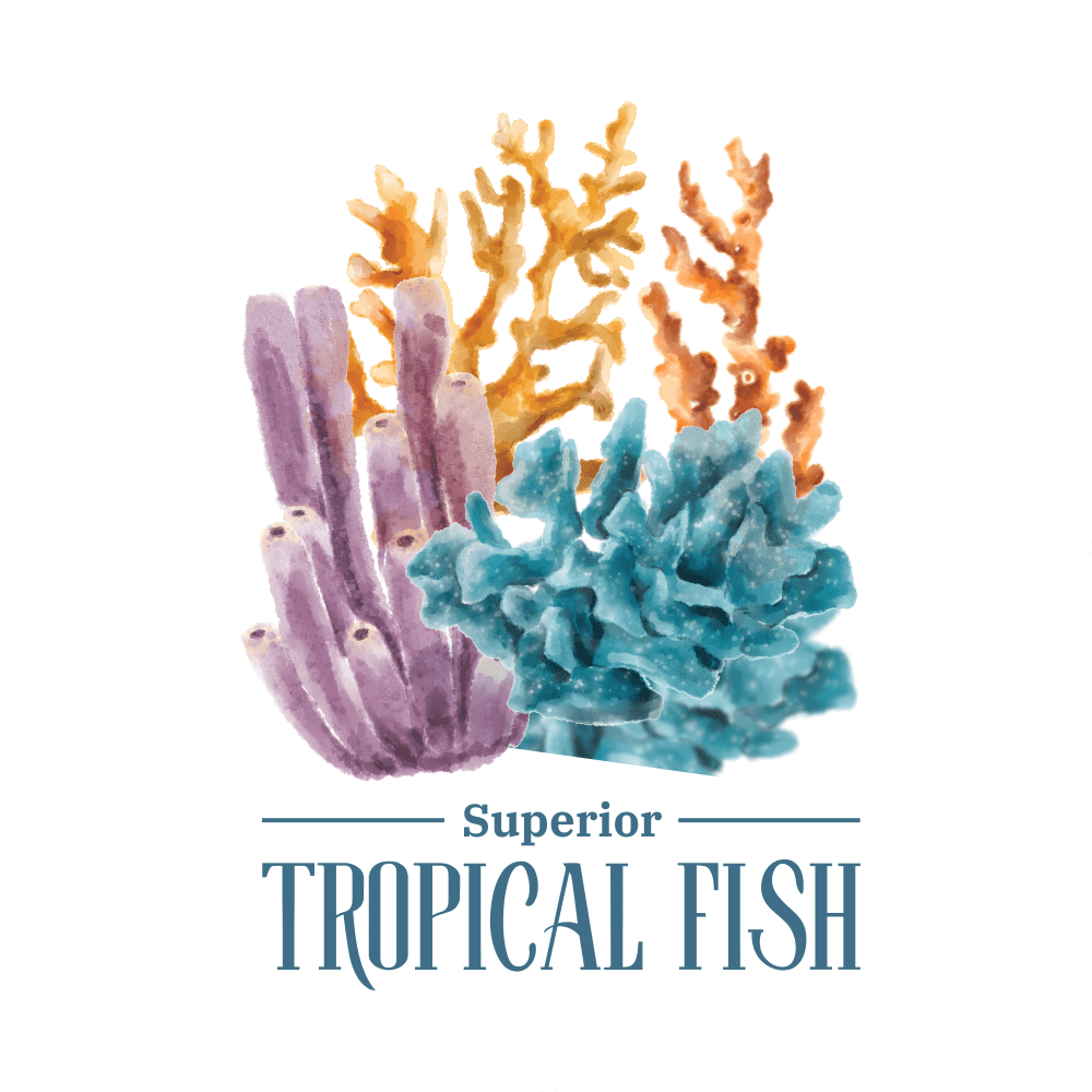 Superior Tropical Fish