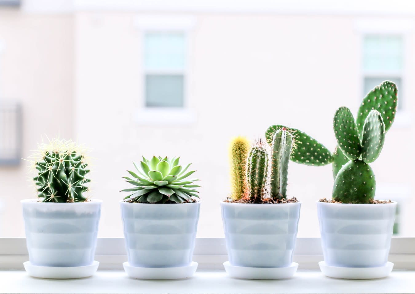 Fungus Gnat Death Drops - Plant Care - Scents and Succulents | Home and  Garden Dcor & Plants Store | Dallas