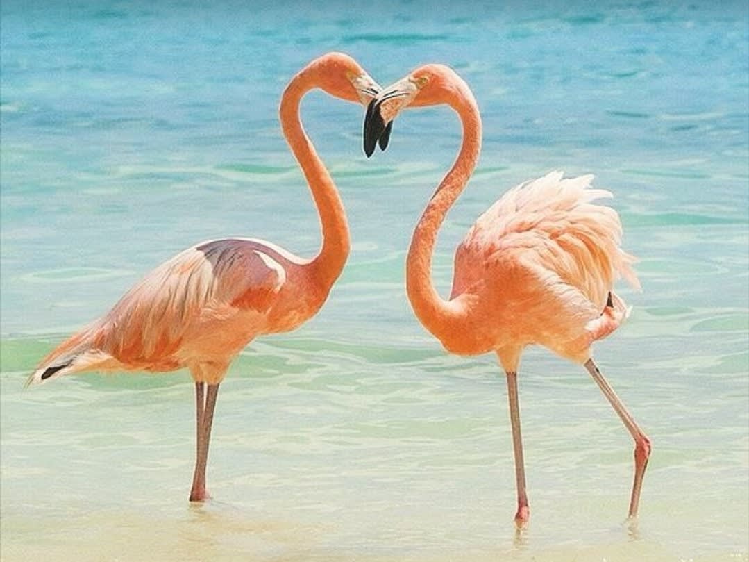 CHRISTMAS in ARUBA The Happiest Place on Land Aruba JVE360 All