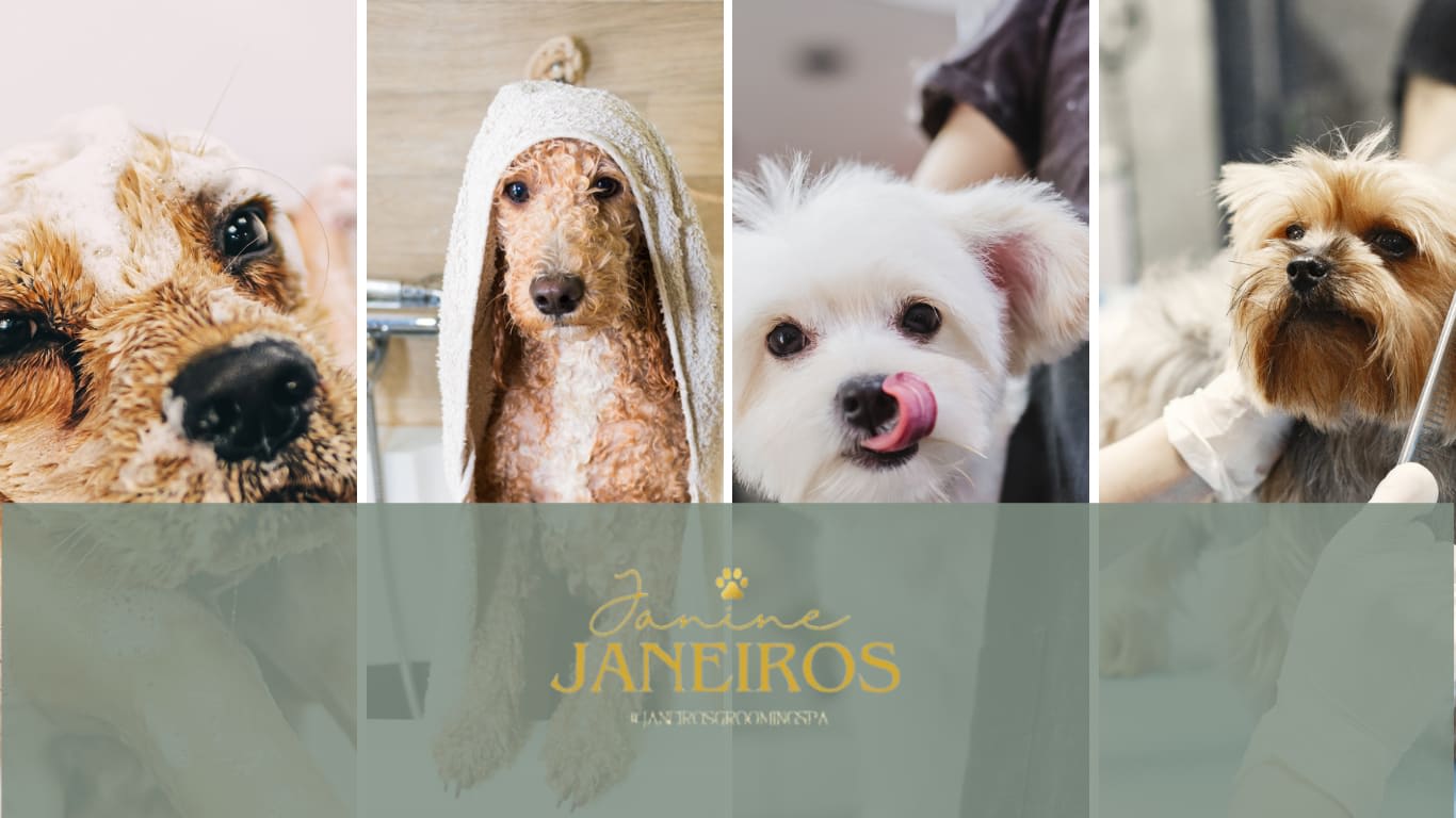 Janeiros Dog Grooming & Ultrasound Scan Pet Services Doncaster