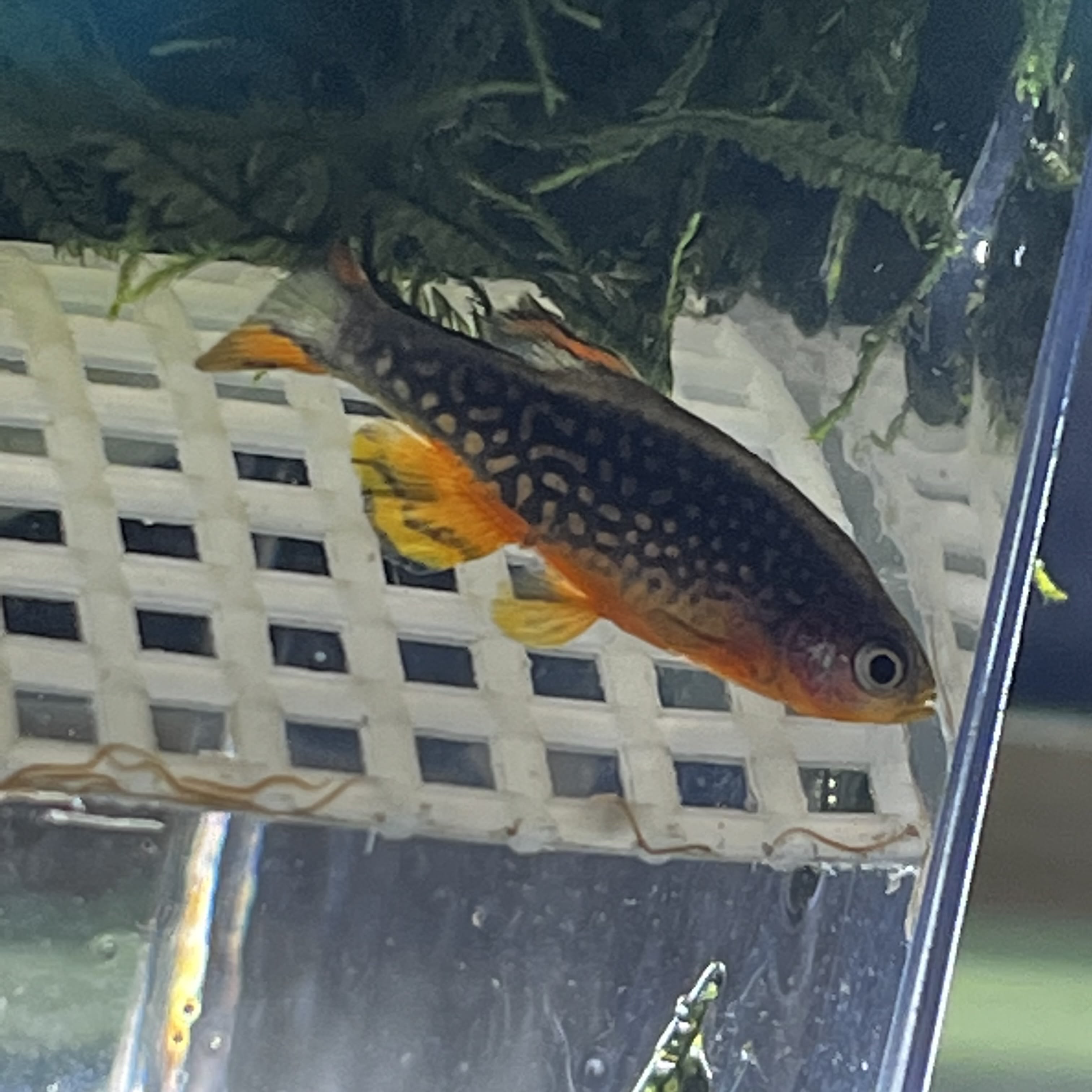 Assorted Celestial Fish Celestial Pearl Danio / Galaxy Rasbora - Nano Fish - Tank Buddies ...
