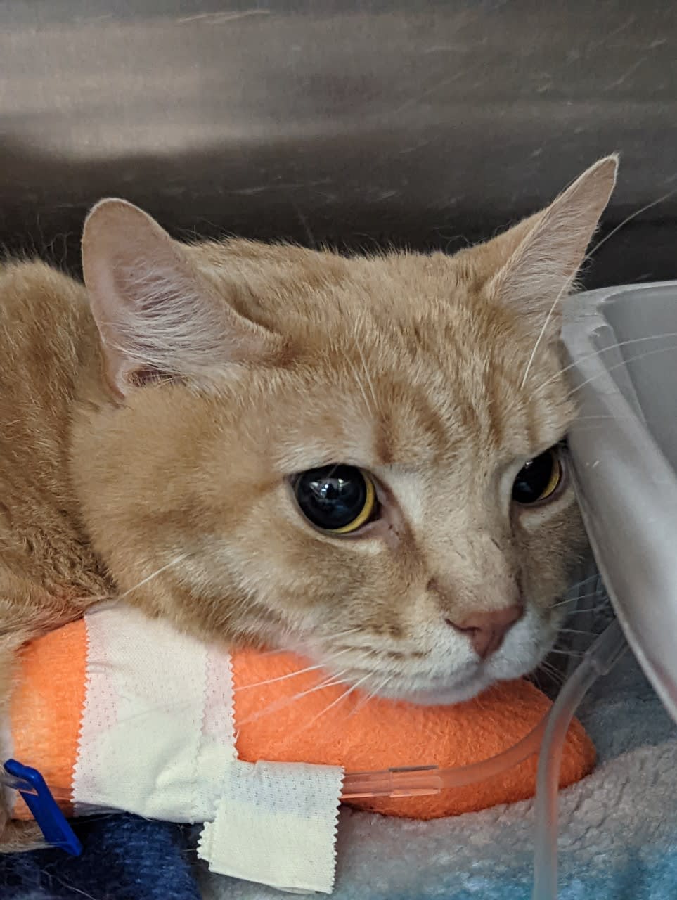 Section background image