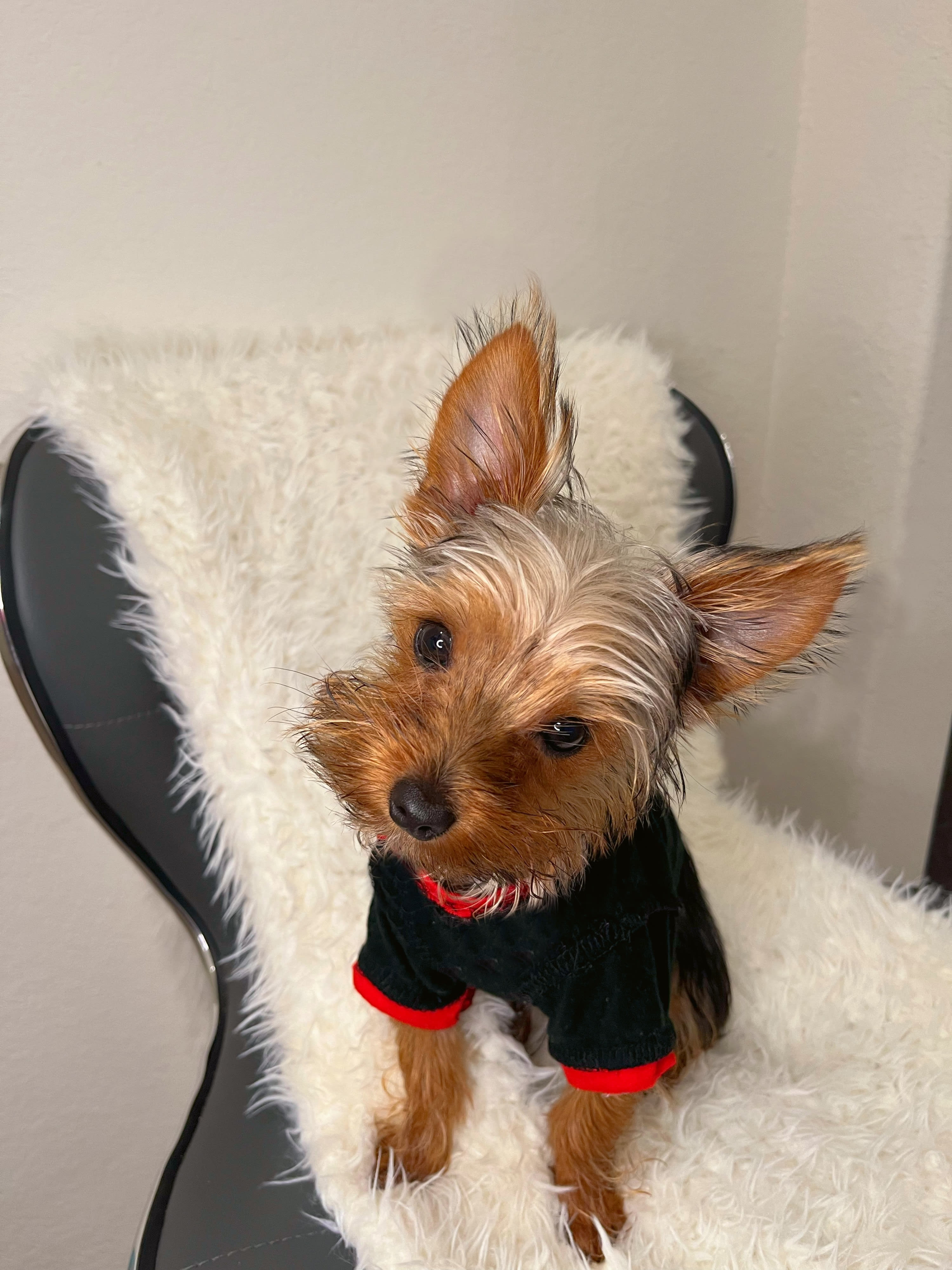 Stud Services Extra Services Yummy Yorkies Yorkshire