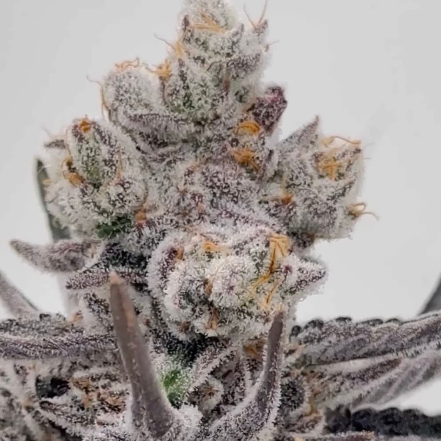 HATED 屈折、時折の雨 seed 廃盤 meth. Sevenlize Granite Haze F5 from SpeedRun seeds. 🤌🤌 : r/Autoflowers
