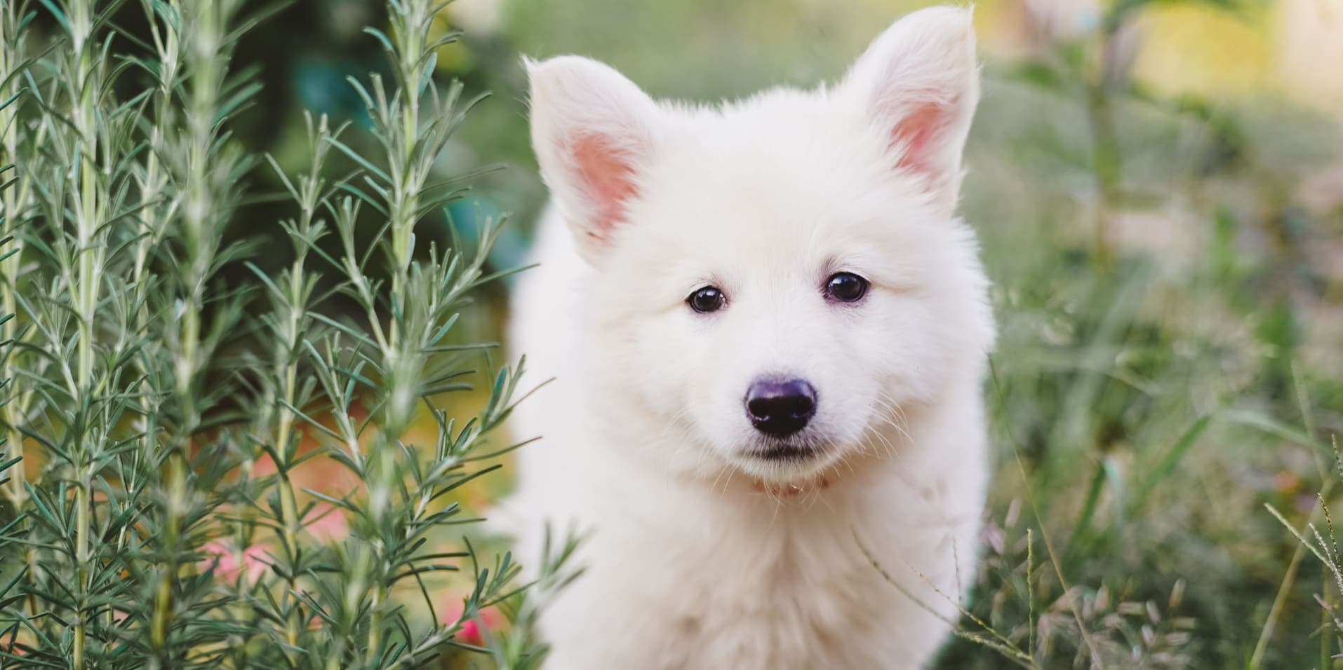 Bella Neve Shepherds | Premium Pet Care and Breeding Services, image size:1914x956