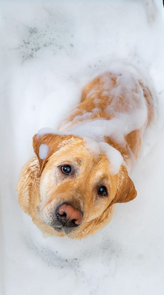Animal Spa Spa Bath - Dog Grooming Services - FurEver Zen | Dog Grooming and Spa ...