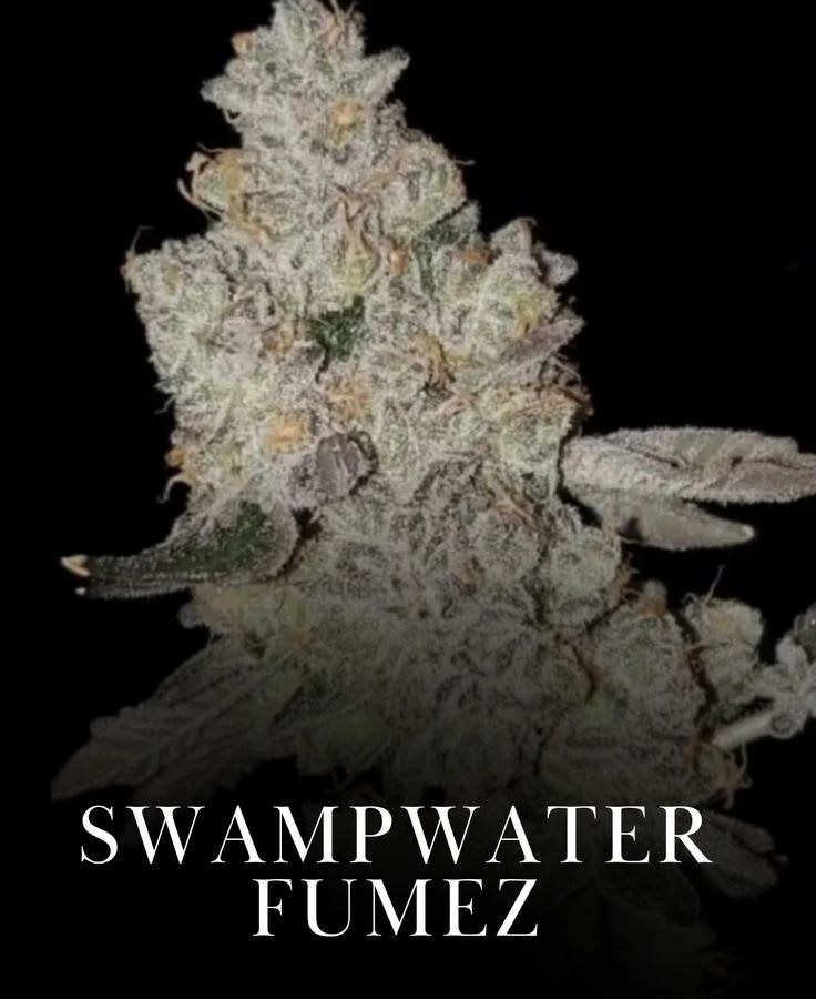 Swampwater Fumez (Bloom Seed Co) - CanniCut’s Clone Selection ...