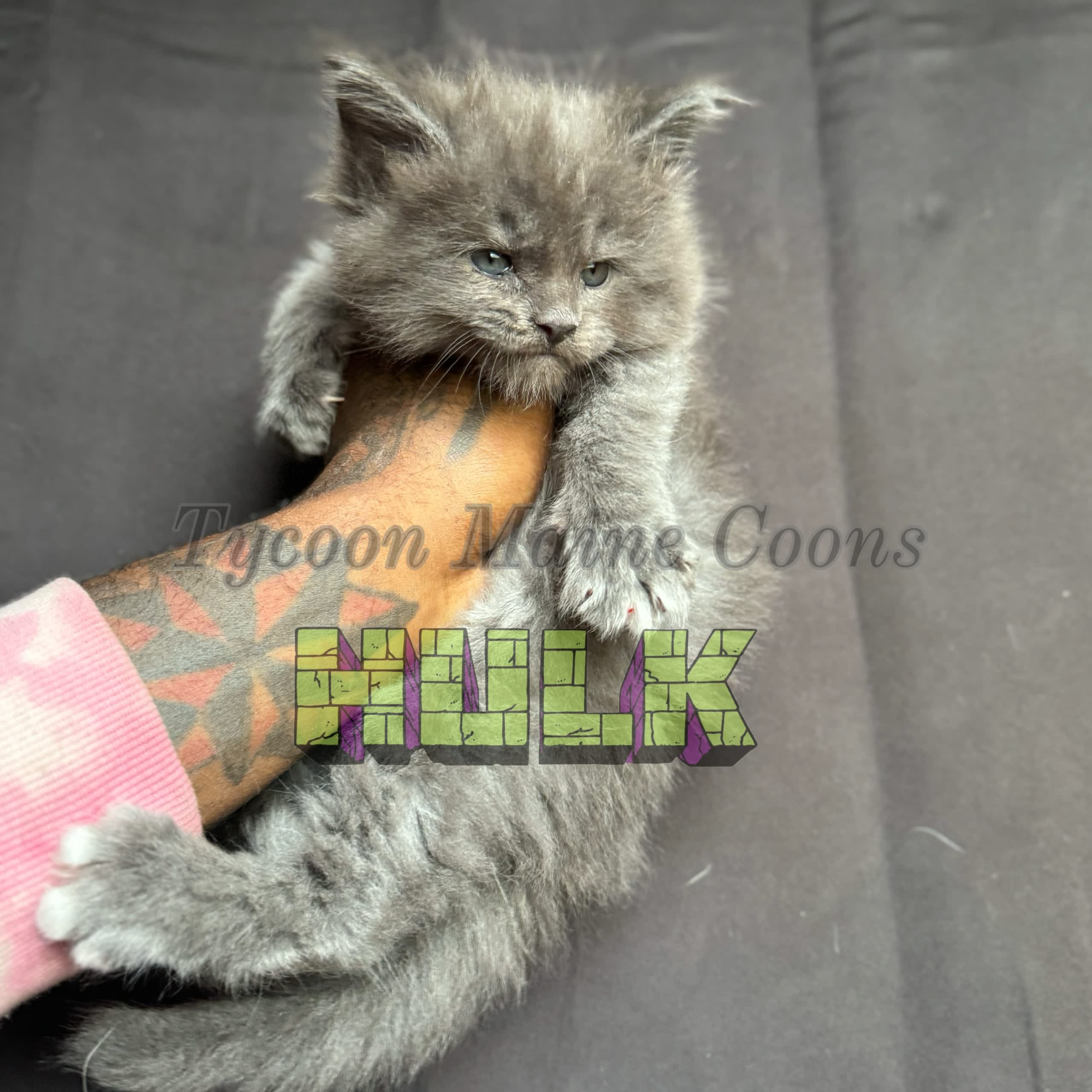 Hulk(sold) - Litter:Marvel (Sold ) 2/24/24 - Tycoon Maine Coons Cattery ...