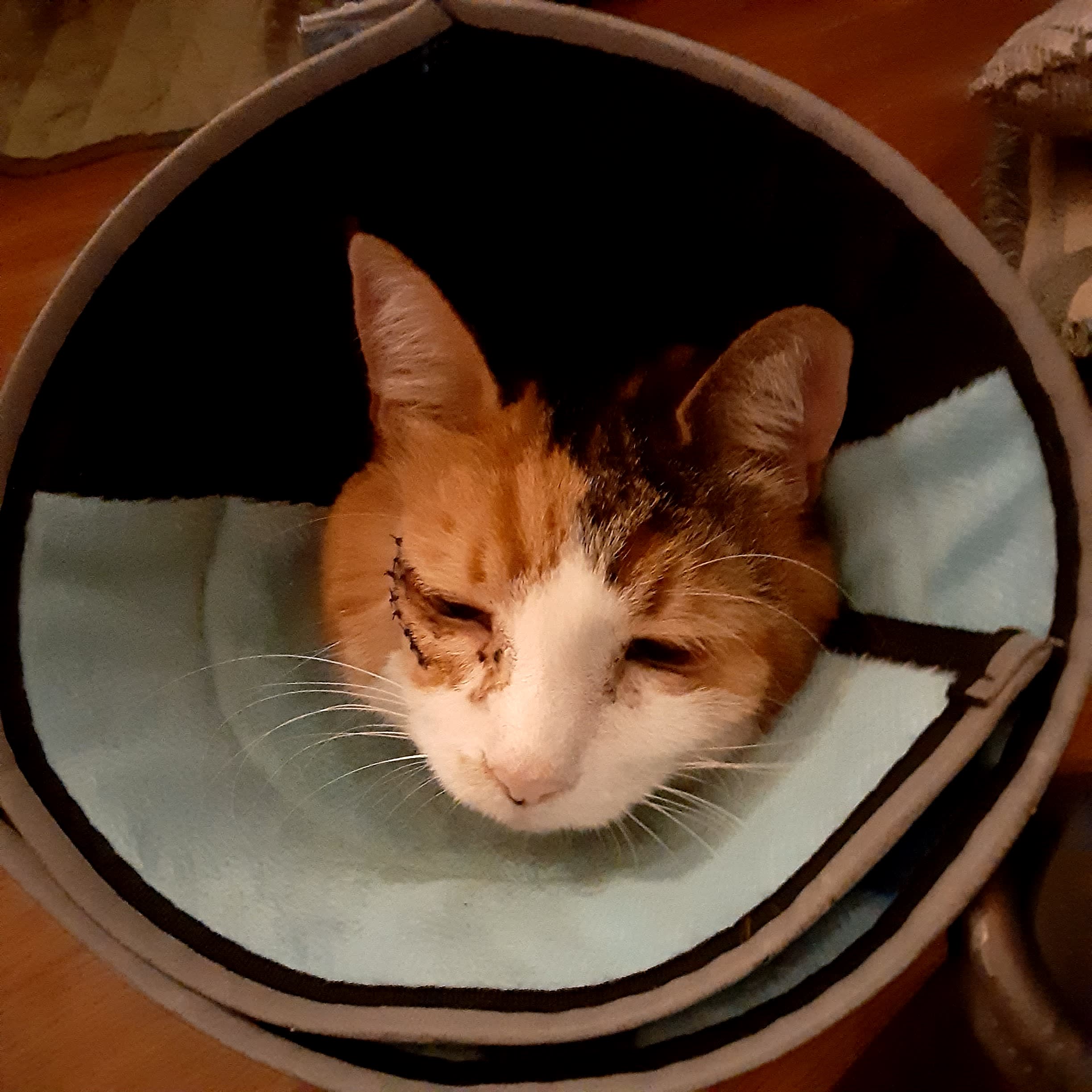 Section background image