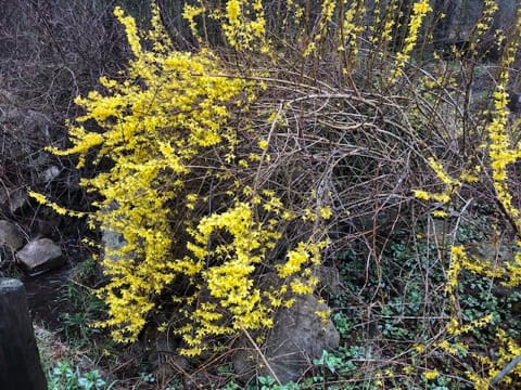 Which Forsythia are you?
