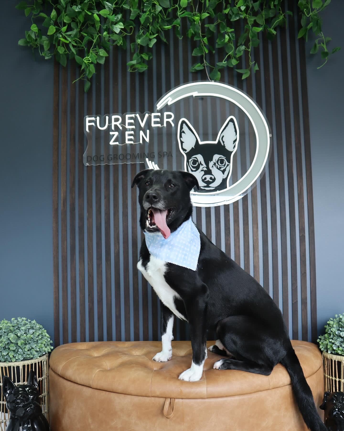 Dog Spa Zen Dog Grooming Pawdicure Additional Services FurEver Zen - Main Image