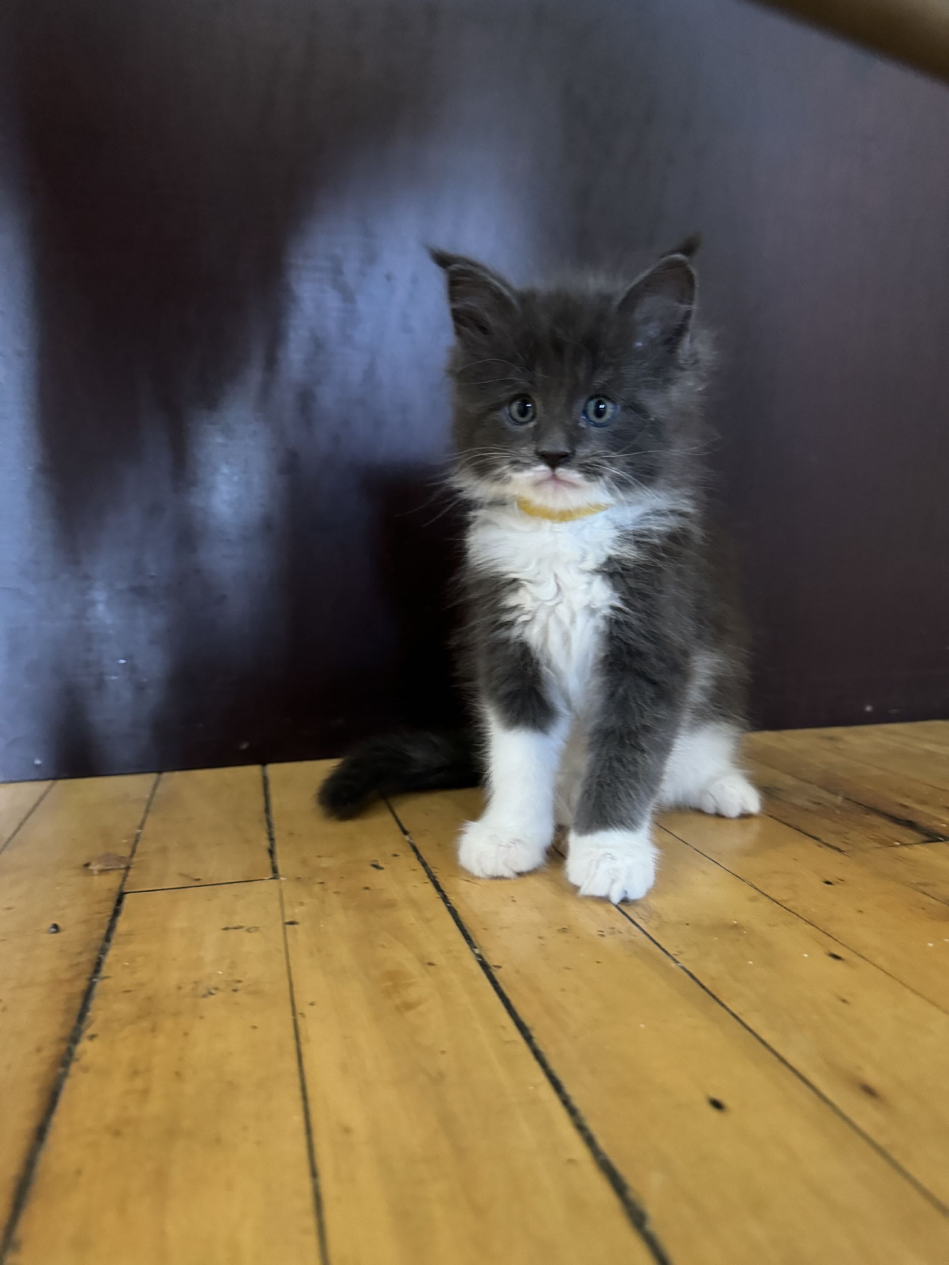 Wolverine(sold) - Litter:Marvel (Sold ) 2/24/24 - Tycoon Maine Coons ...