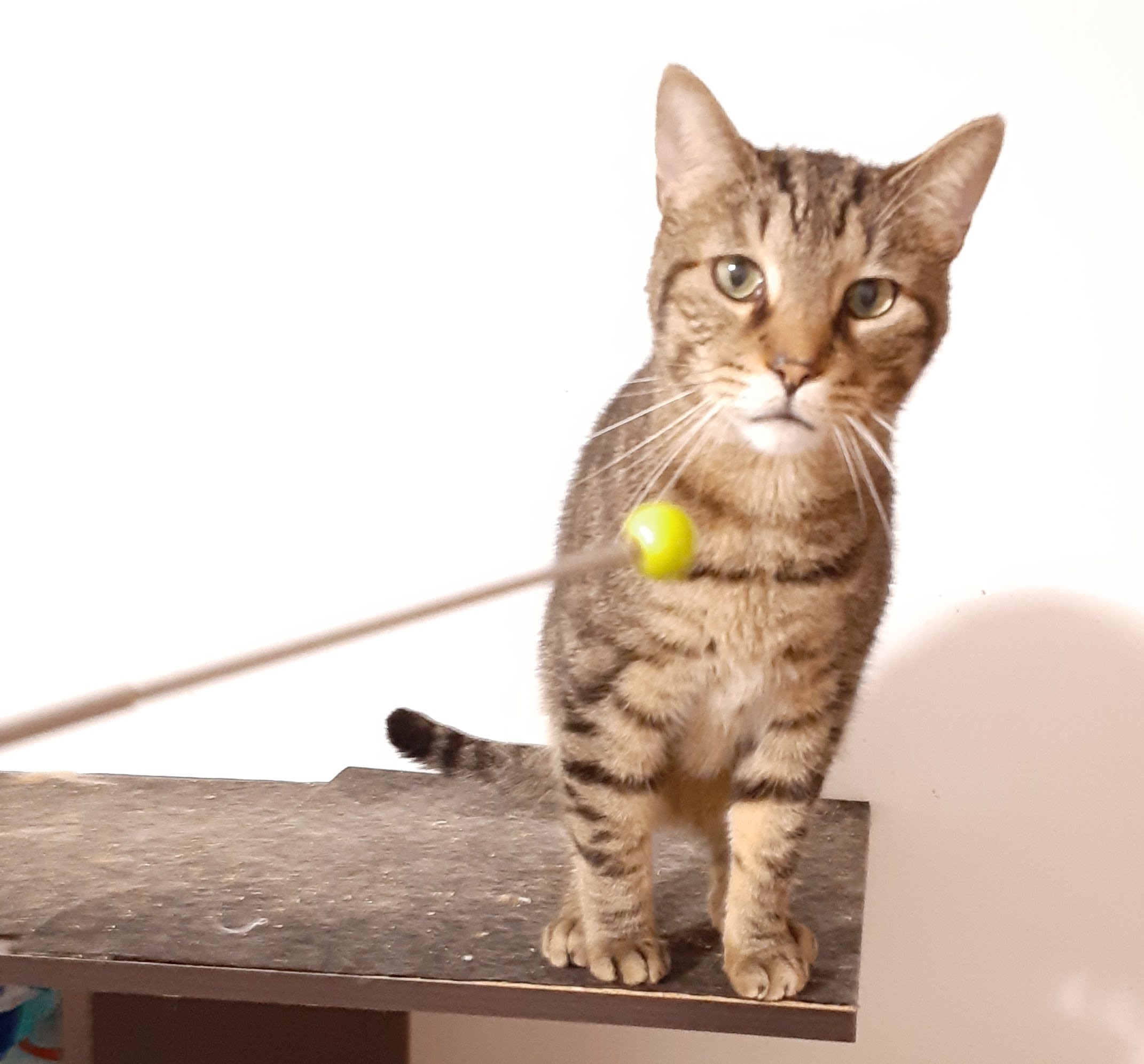 Section background image