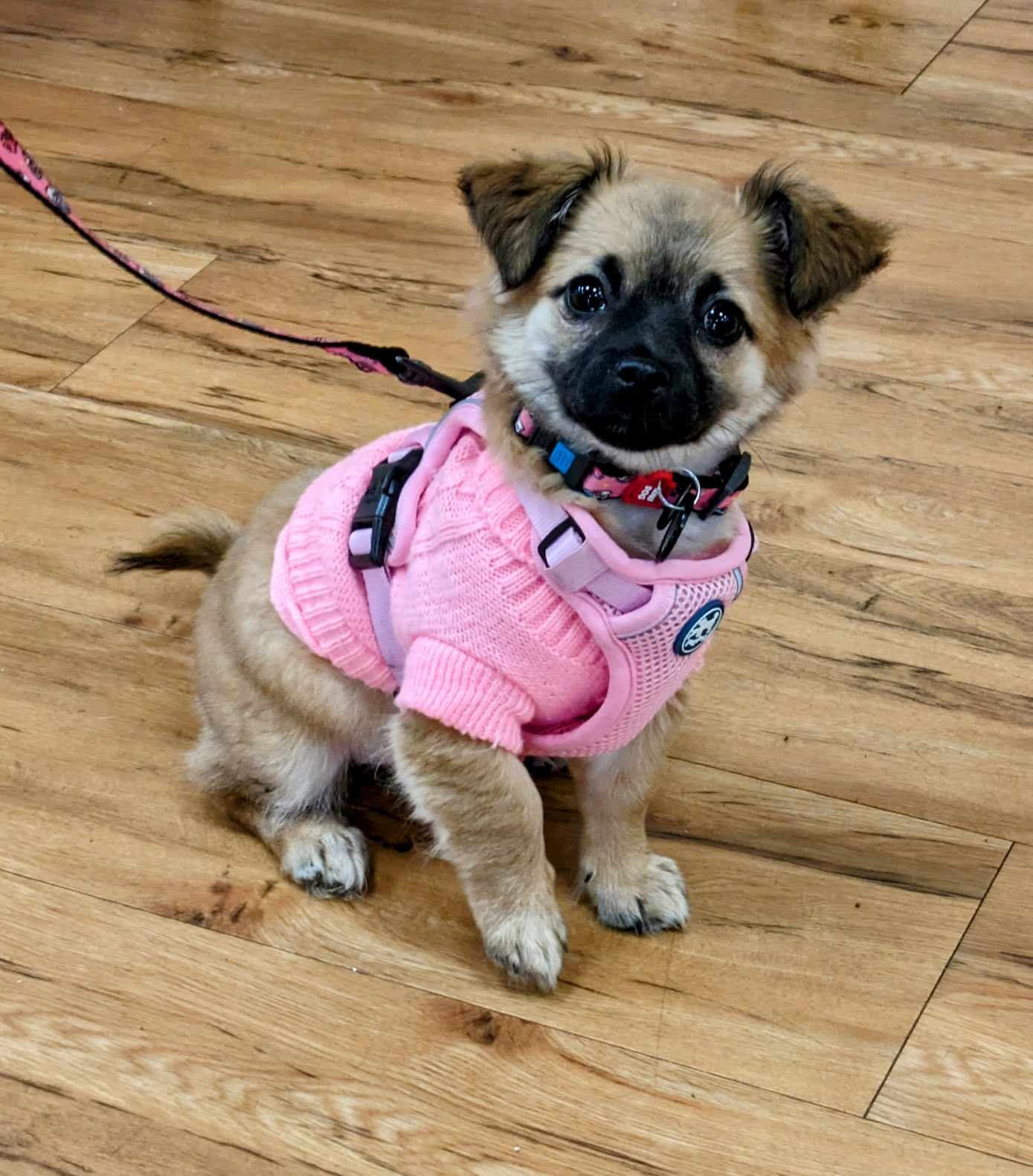 Samoyed Dog Breeders Fluffy Polar Bear Dog White Fluffy Samoyed