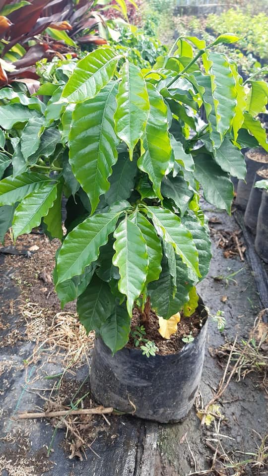 Planta de Café Ventas de Plantas