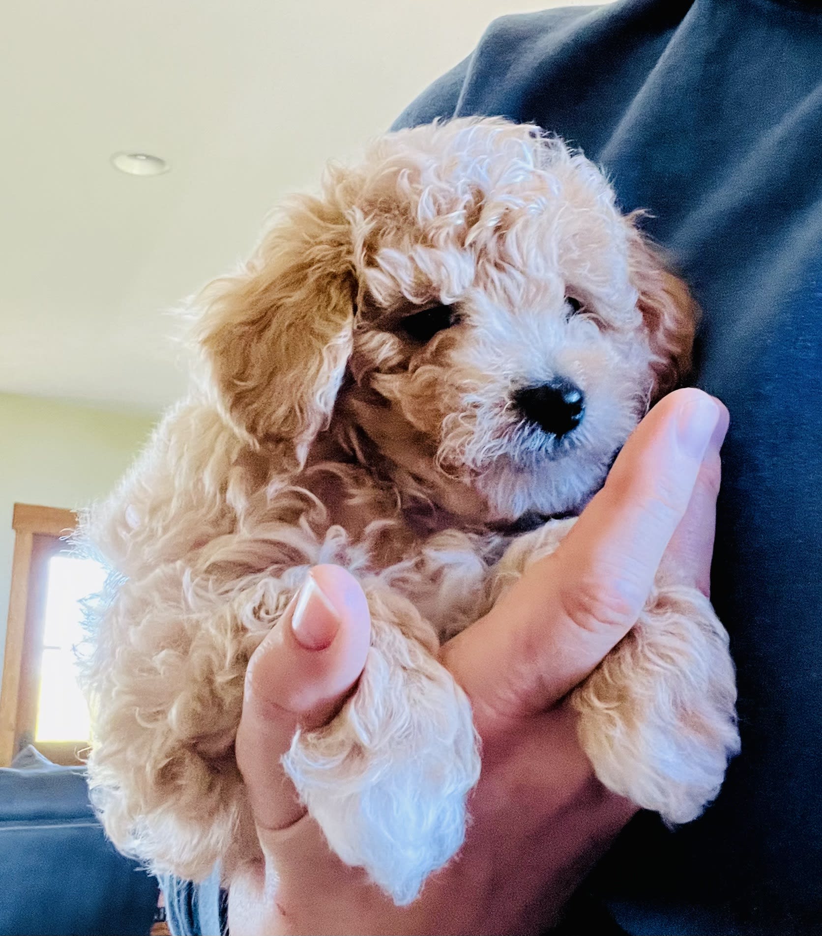 Mini Aussiedoodle - Blake - Available Puppies - White Pine Farm ...