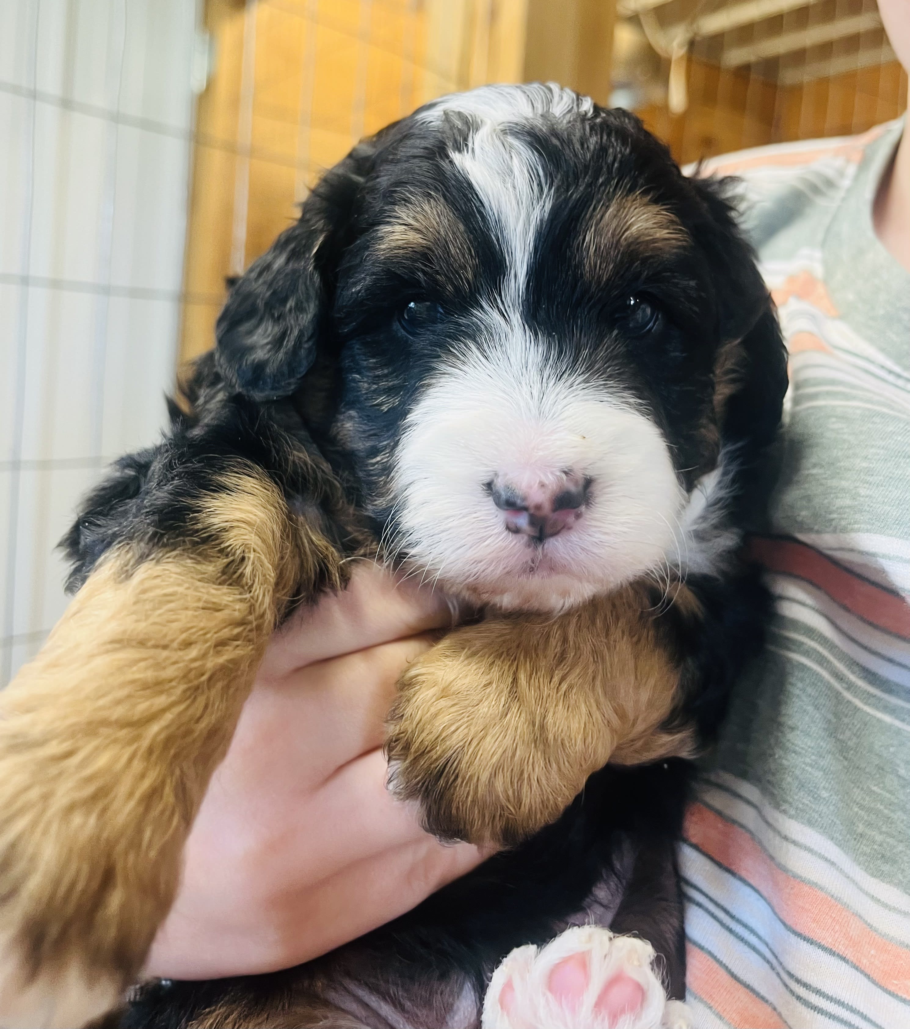 Mini Aussiedoodle - Beckett (SOLD) - Available Puppies - White Pine ...