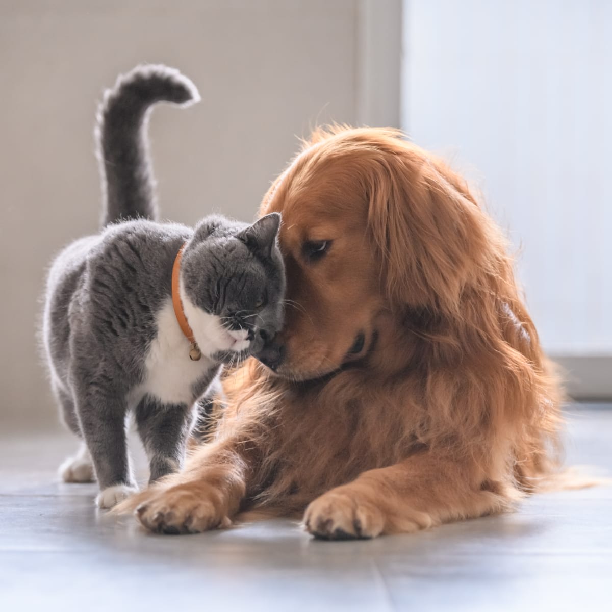 How Cute Dog/Cat Grooming: Ultimate Tips for Adorable Pets