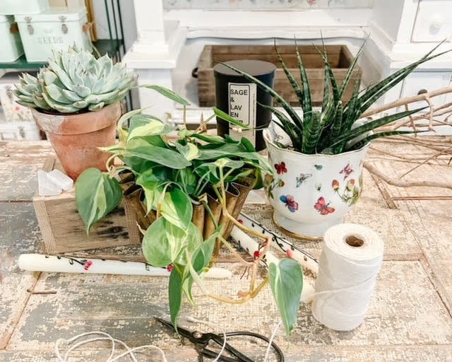 Fungus Gnat Death Drops - Plant Care - Scents and Succulents | Home and  Garden Dcor & Plants Store | Dallas