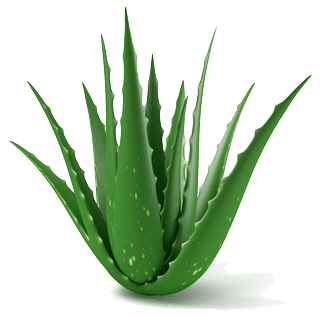 Planta de Savila / Aloe Vera - Ventas de Plantas Exterior - Viveros de ...