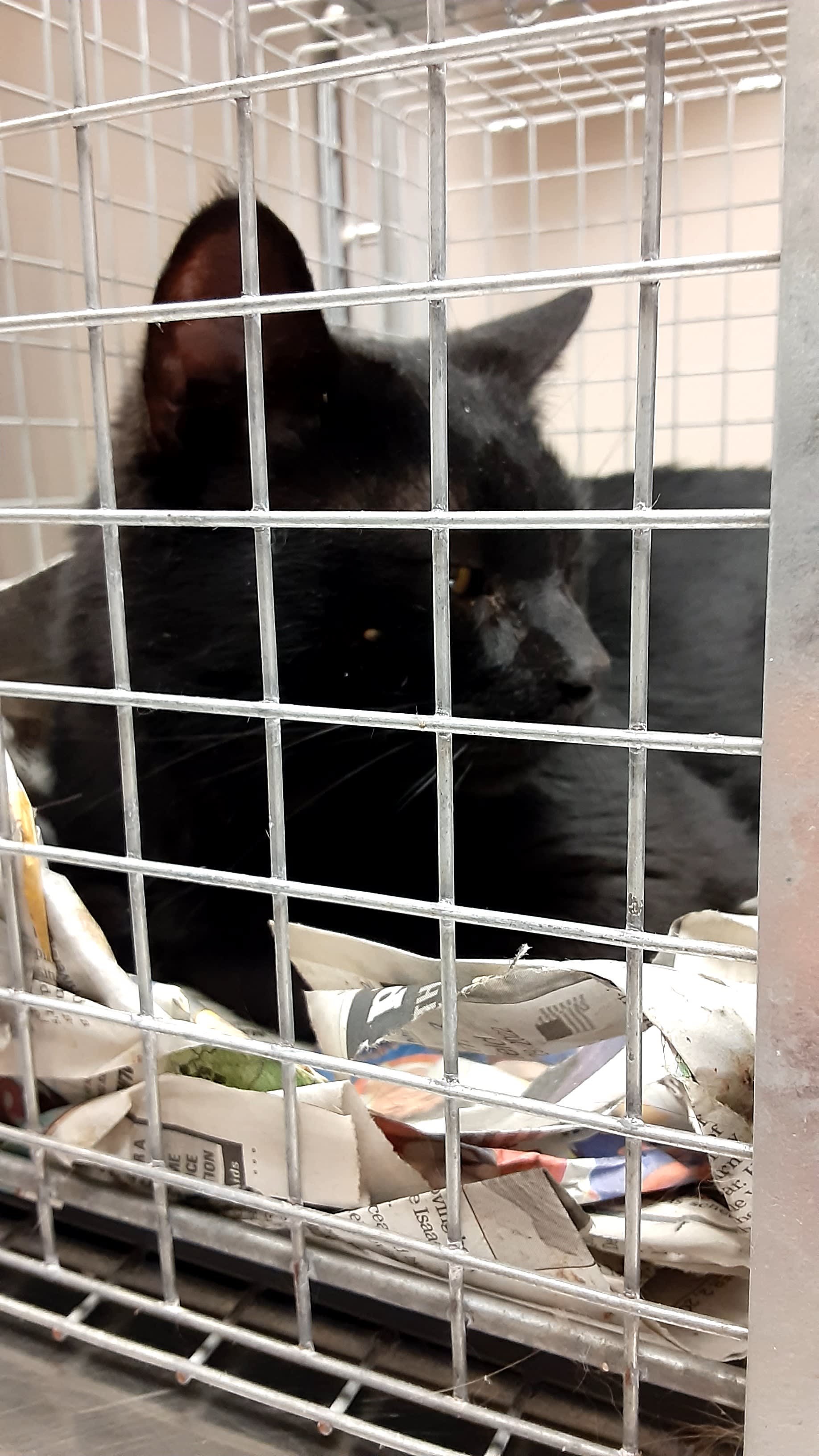 Section background image