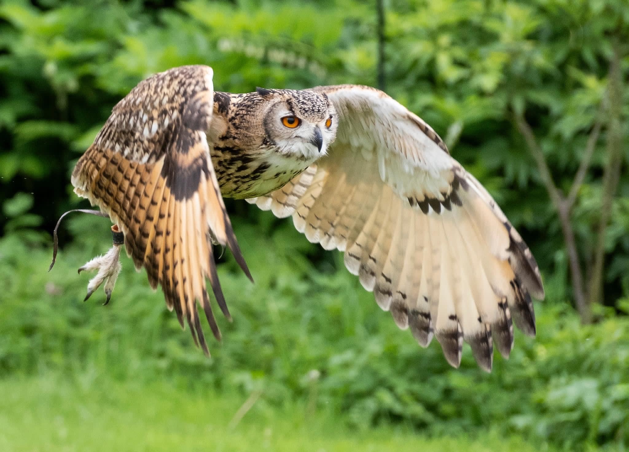 Wren’s Birds of Prey - Falconry | Wotton-under-Edge