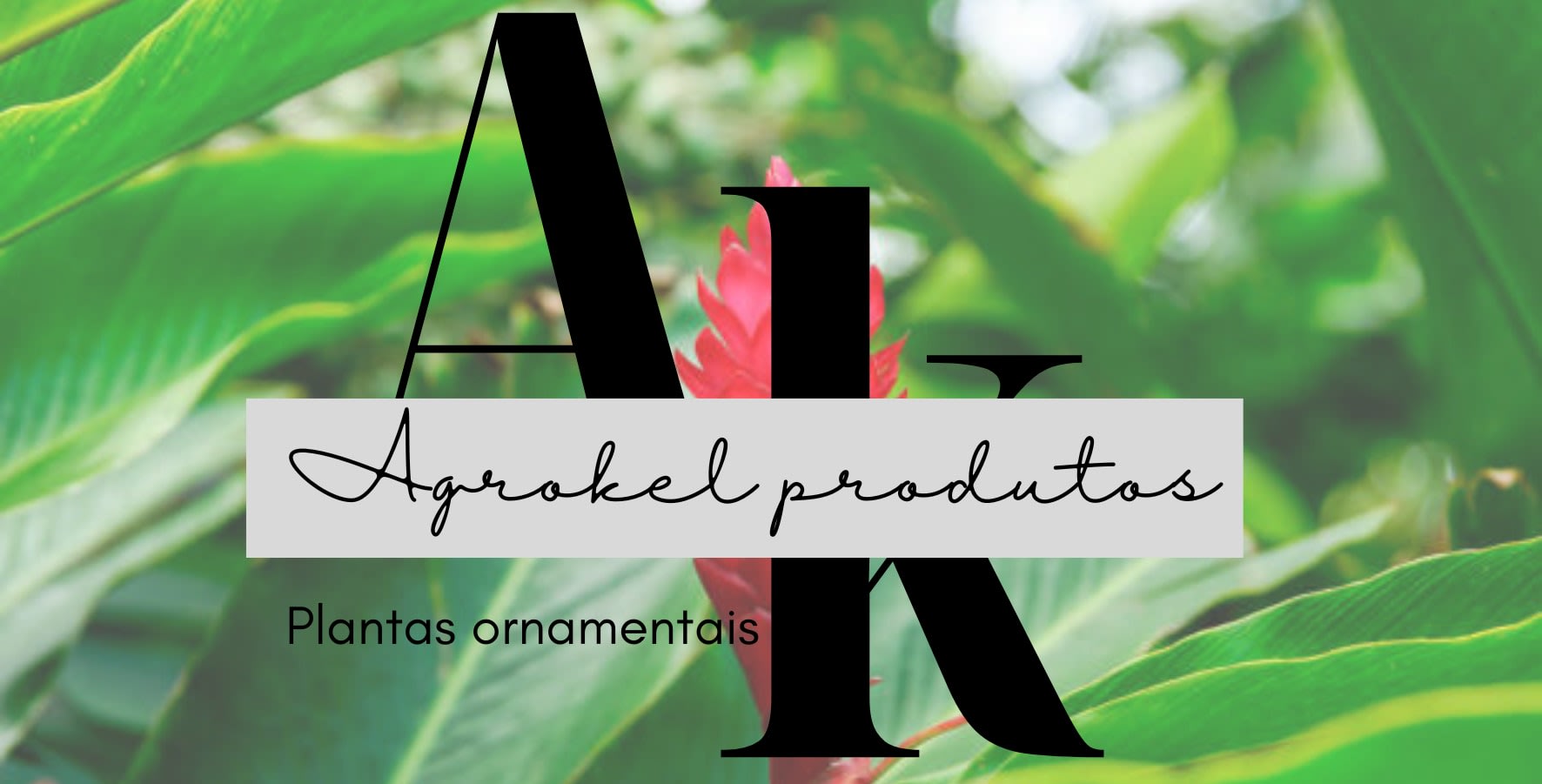 Alimeervas Plantas ornamentais e medicinais