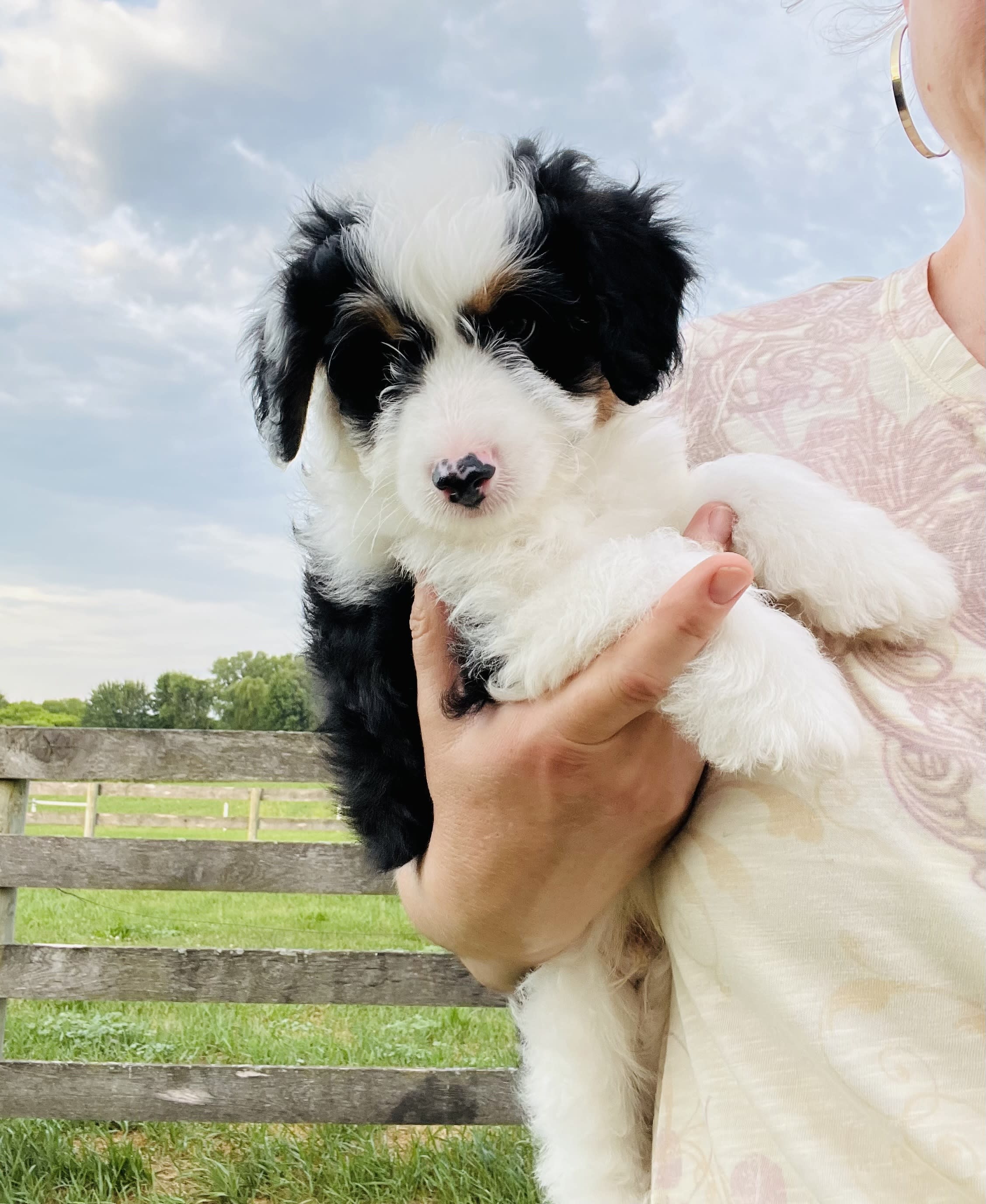 Mini Aussiedoodle - Bailey(sold) - Available Puppies - White Pine Farm ...