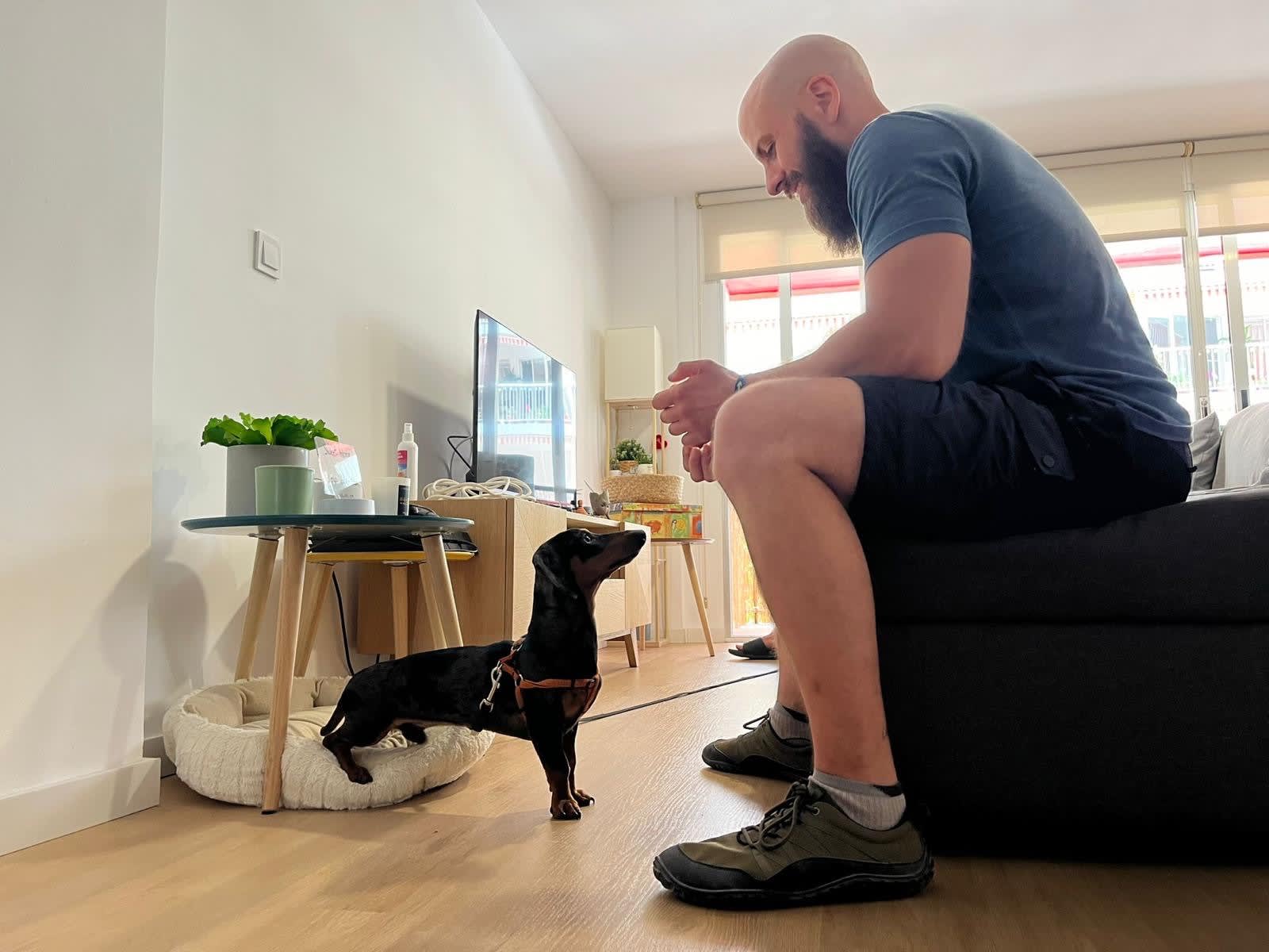 Adiestramiento Canino Perro Muerde Su Cama Adiestramiento Canino