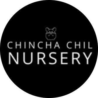 Chincha chinchilla Nursery