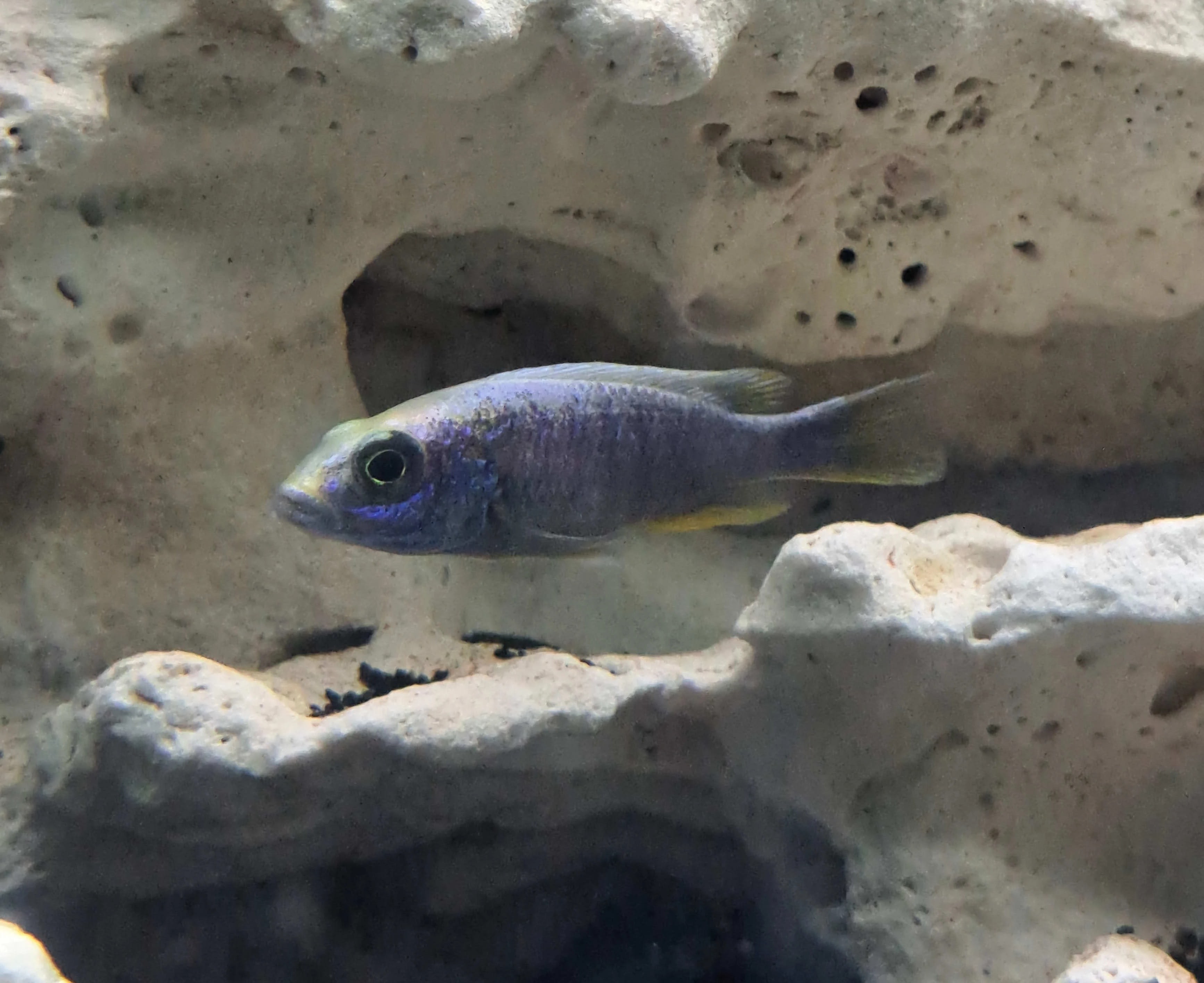 Iceberg Fryeri Hybrid (3-4 inches) - African Cichlids - ICL Aquatics ...