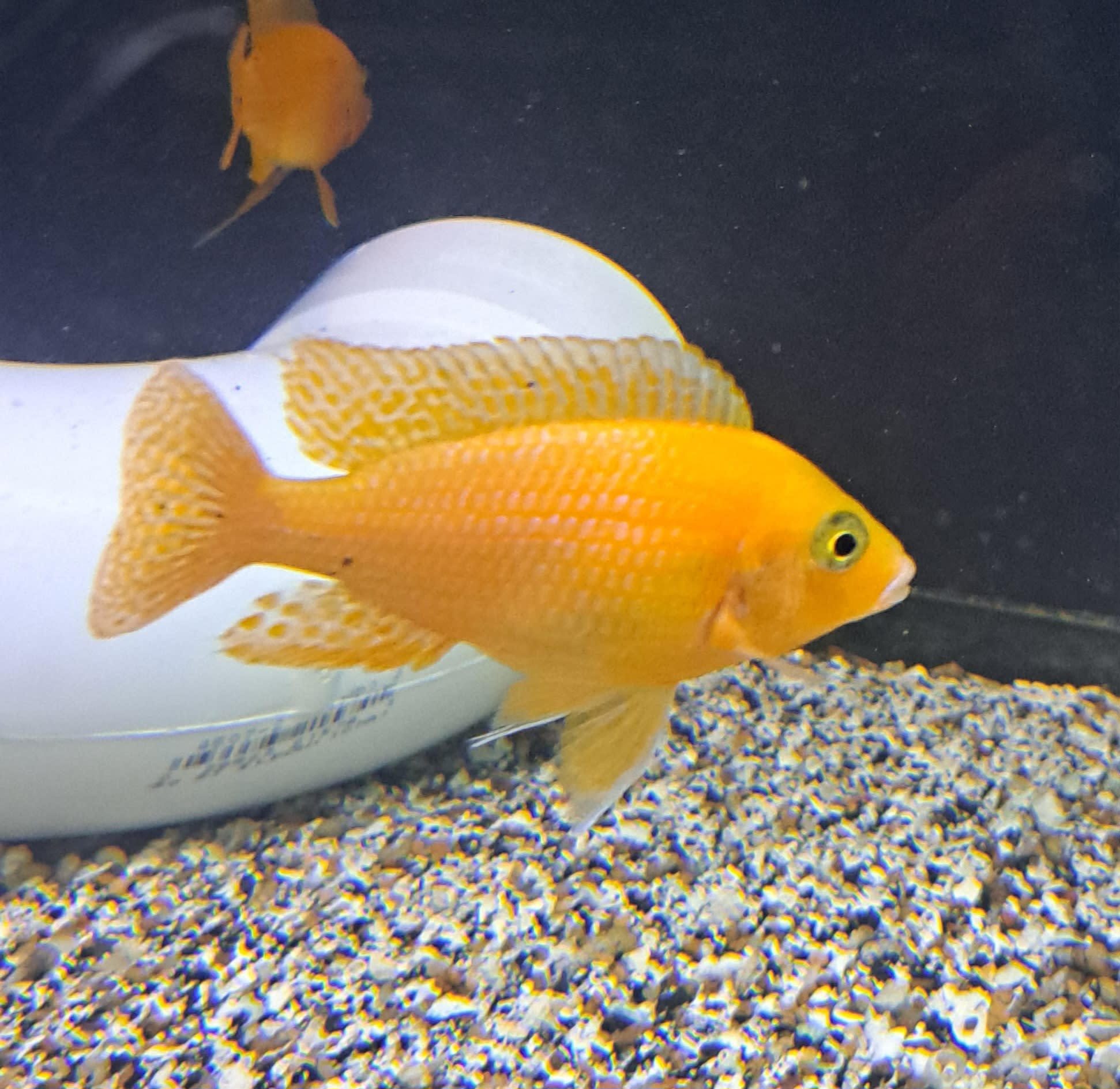 ICL Aquatics, LLC - Tropical Fish E-Commerce - Richmond