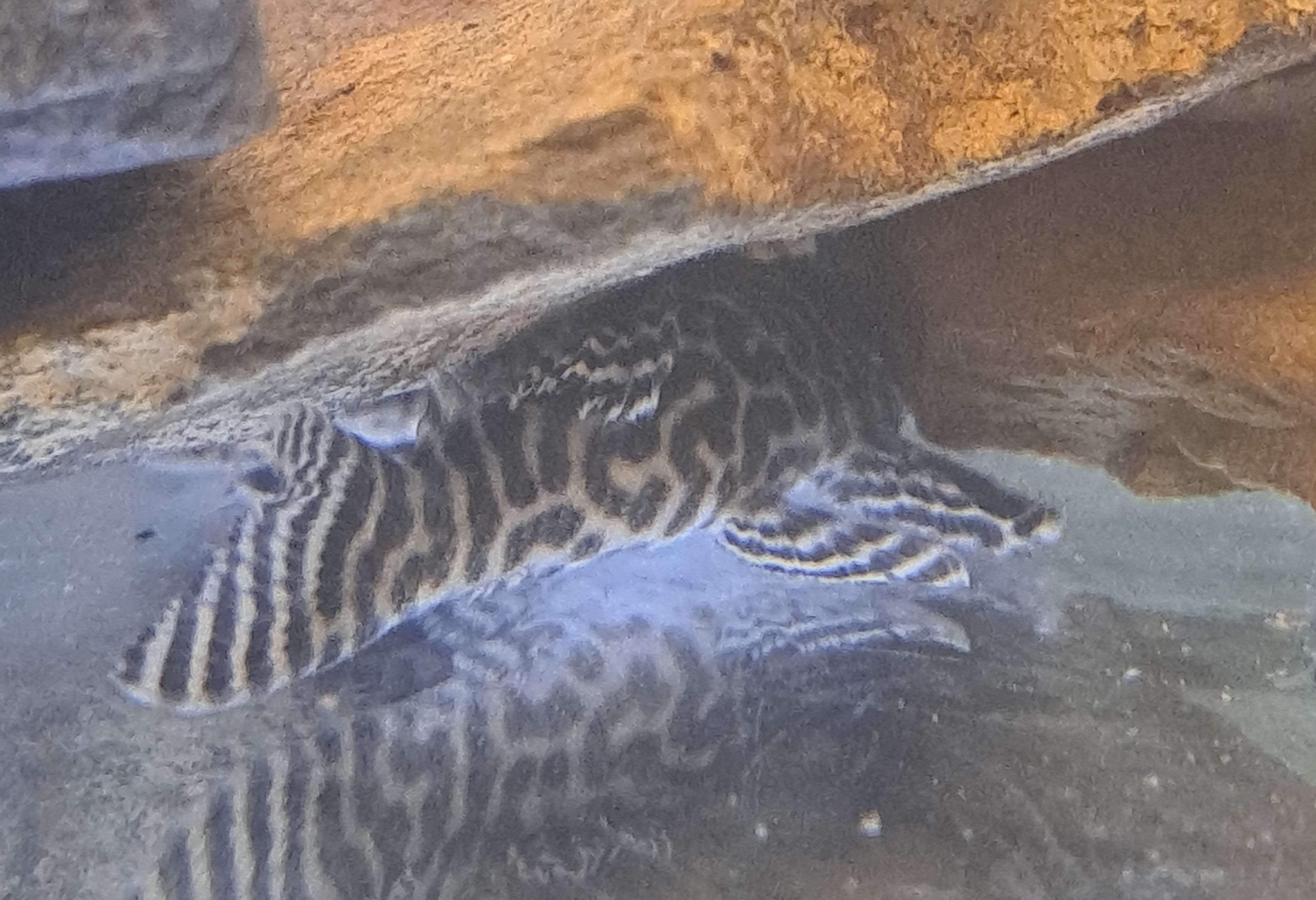 趣味・スポーツ・実用 AMERIKANISCHE CICHLIDEN I American Cichlid | American Cichlids for Sale