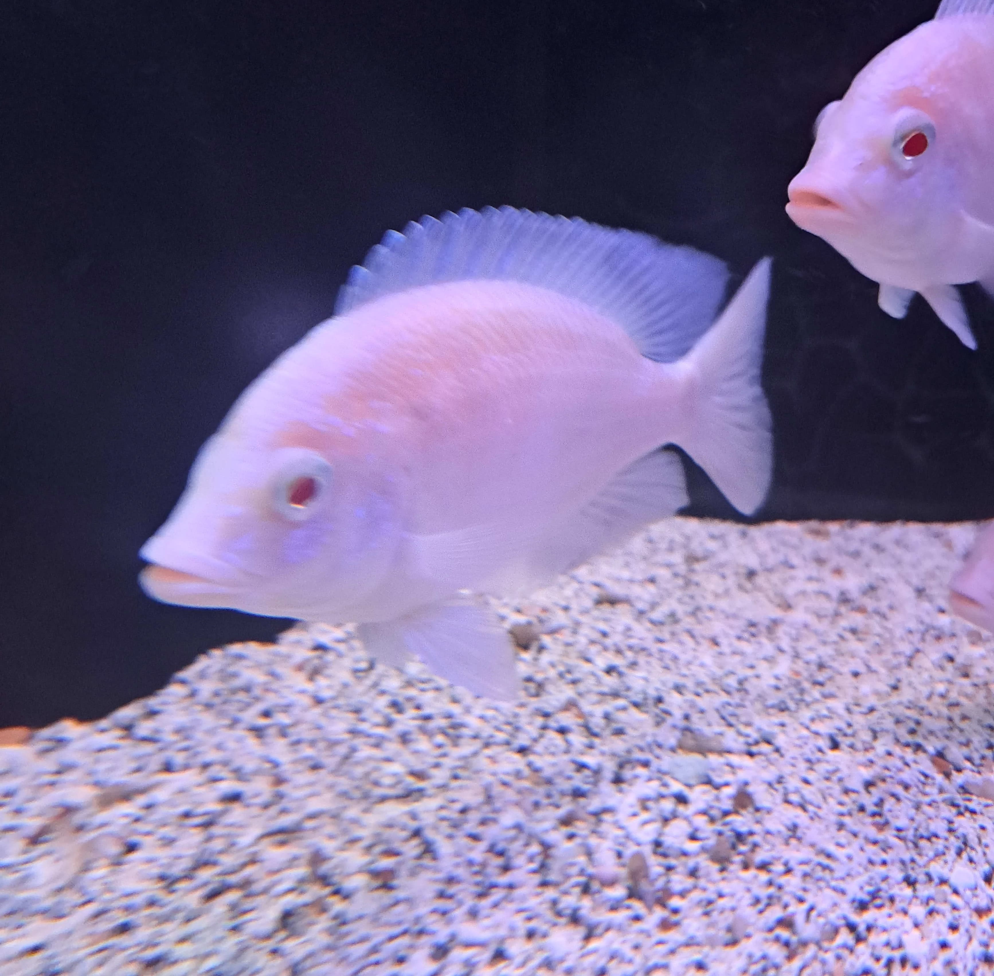 趣味・スポーツ・実用 AMERIKANISCHE CICHLIDEN I ICL Aquatics, LLC - Tropical Fish E-Commerce - Richmond